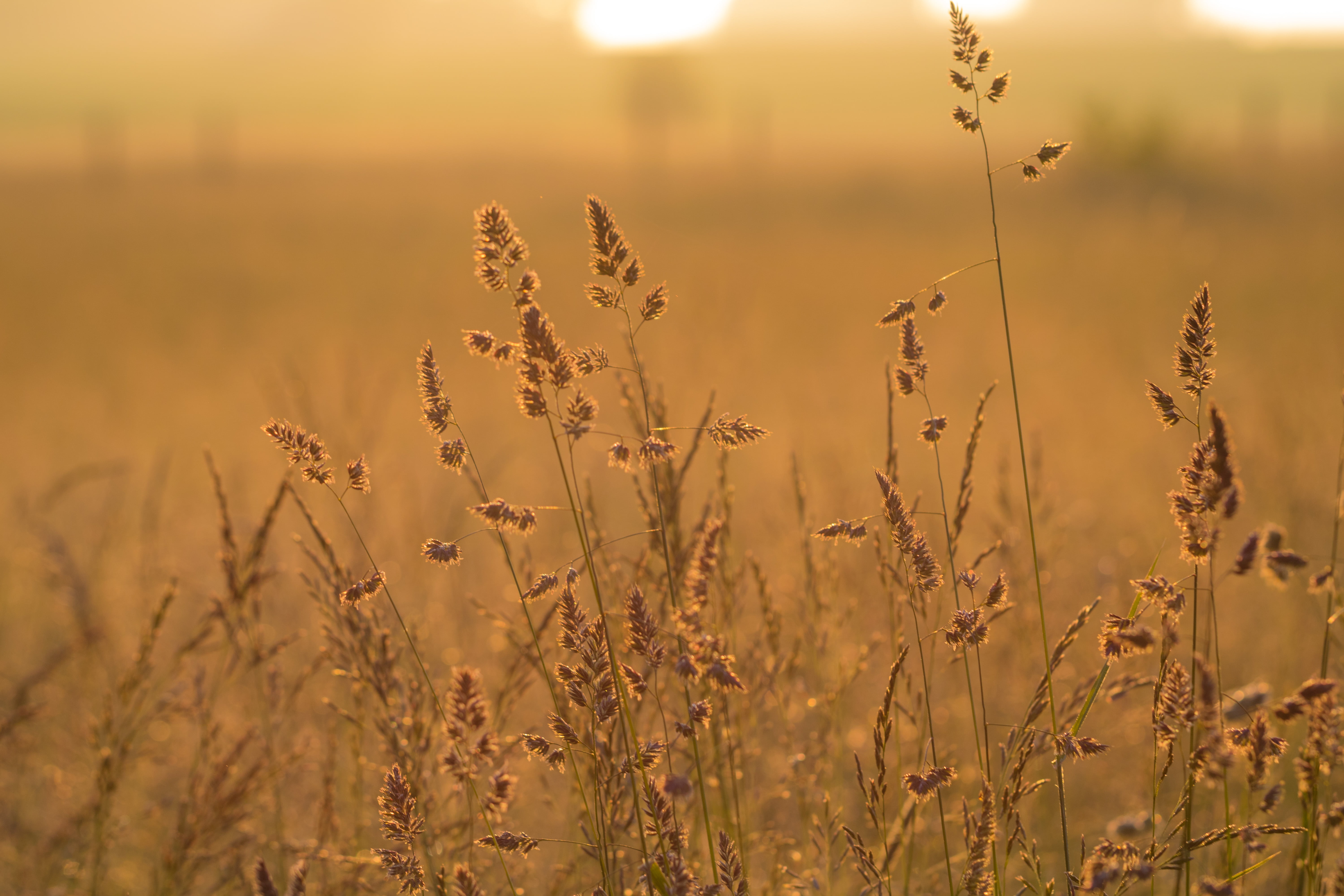 focus, camera, day, state, nature, photography, geo, rural Scene, gold Colored, country, Golden light, backgrounds, growth, selective, 760d, city, focal_length, HD Wallpaper