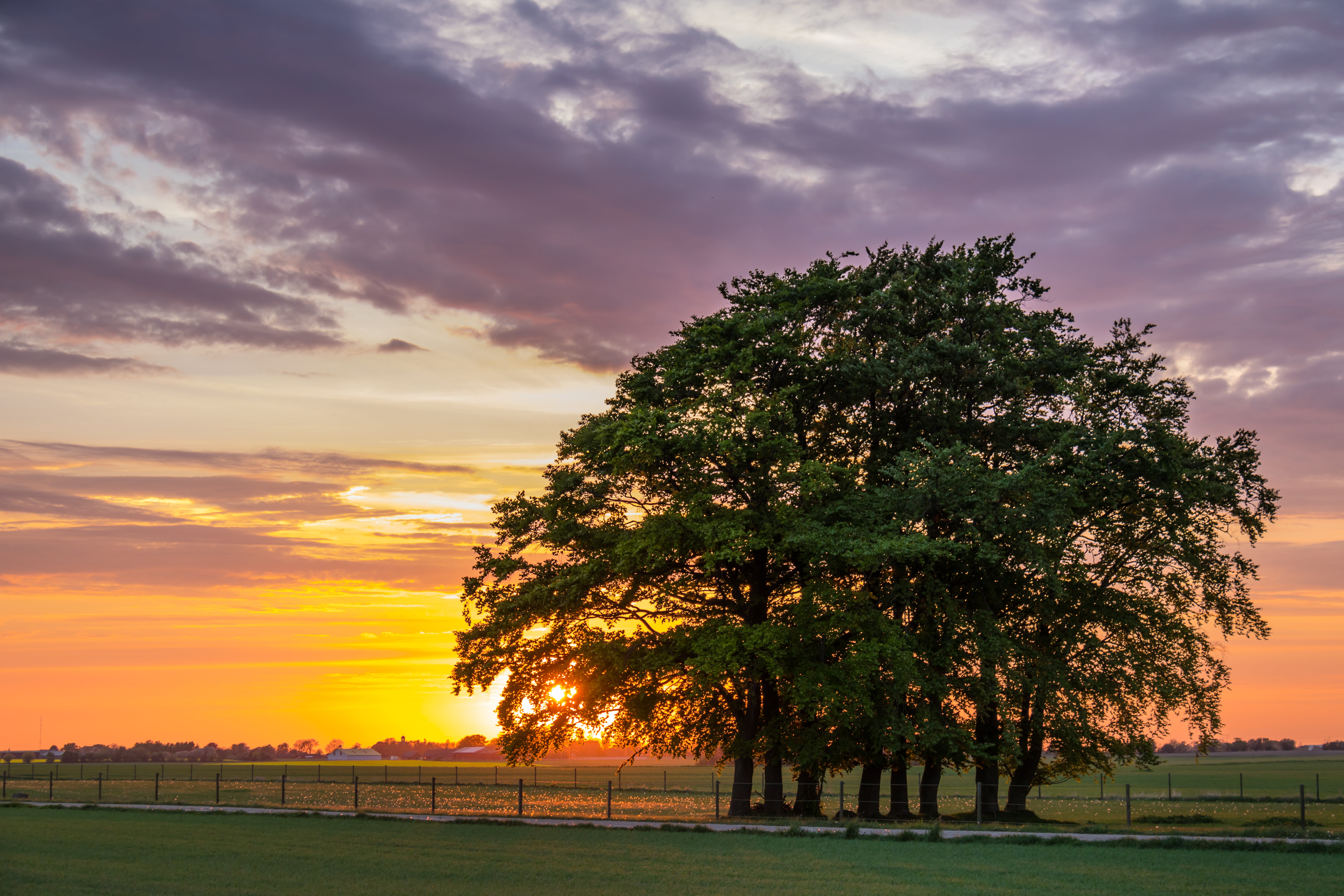 5K, landscape, sun, green, sunrise, trees, photo, landskap, nature, Sunset, sky, cloud, field, fält, outdoors, tree, Söderslätt, countryside, sunlight, HD Wallpaper