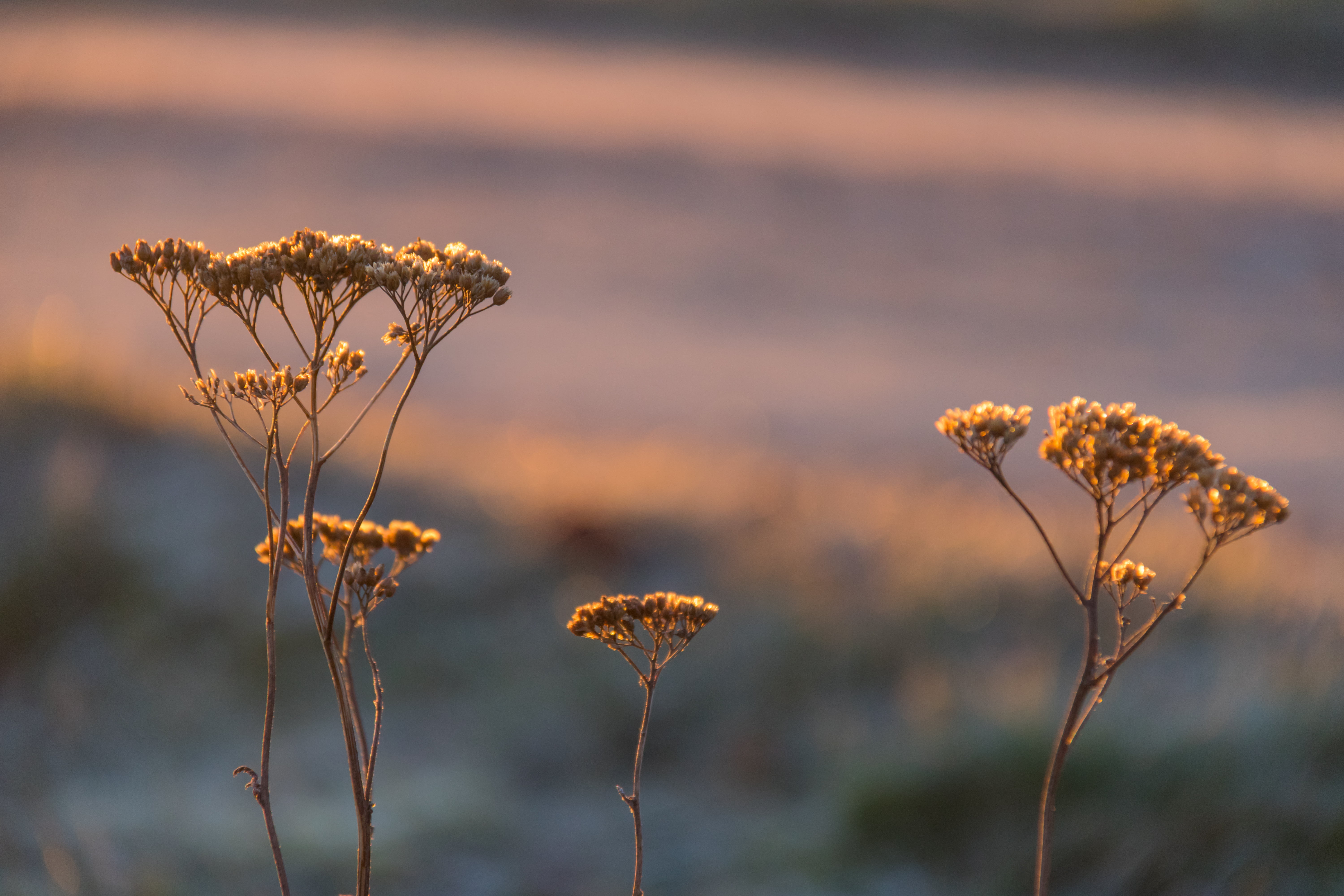 nature, Söderslätt, selective, daytime, meadow, photography, summer, outdoors, yellow, In the morning, sunrise, focus, plant, Åby, the morning light, selective focus, HD Wallpaper