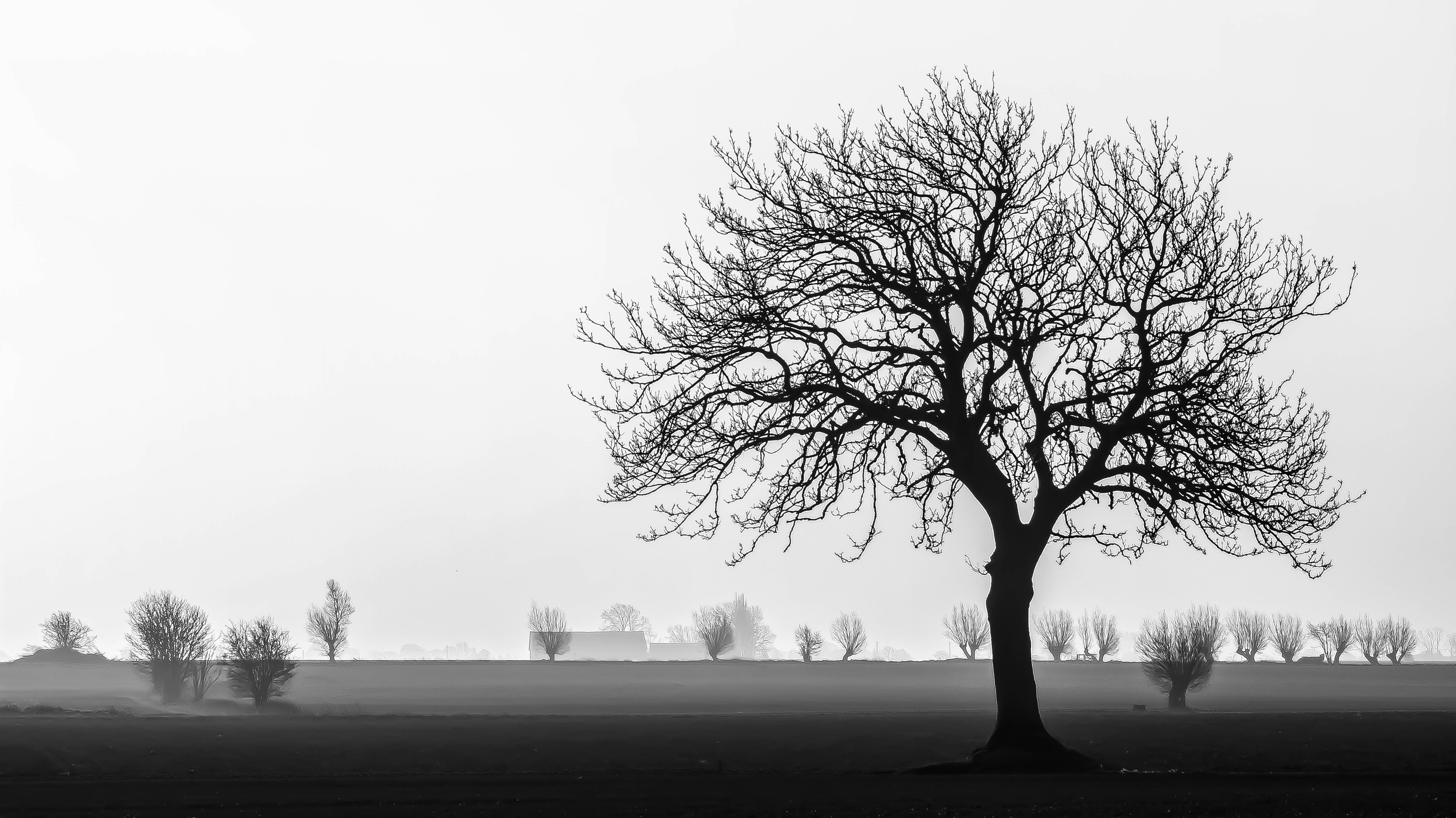 Söderslätt, Tree, branch, photography, Countryside, nature, Explore, Landskap, outdoors, 5K, Träd, grayscale, bw, black And White, Landscape, HD Wallpaper