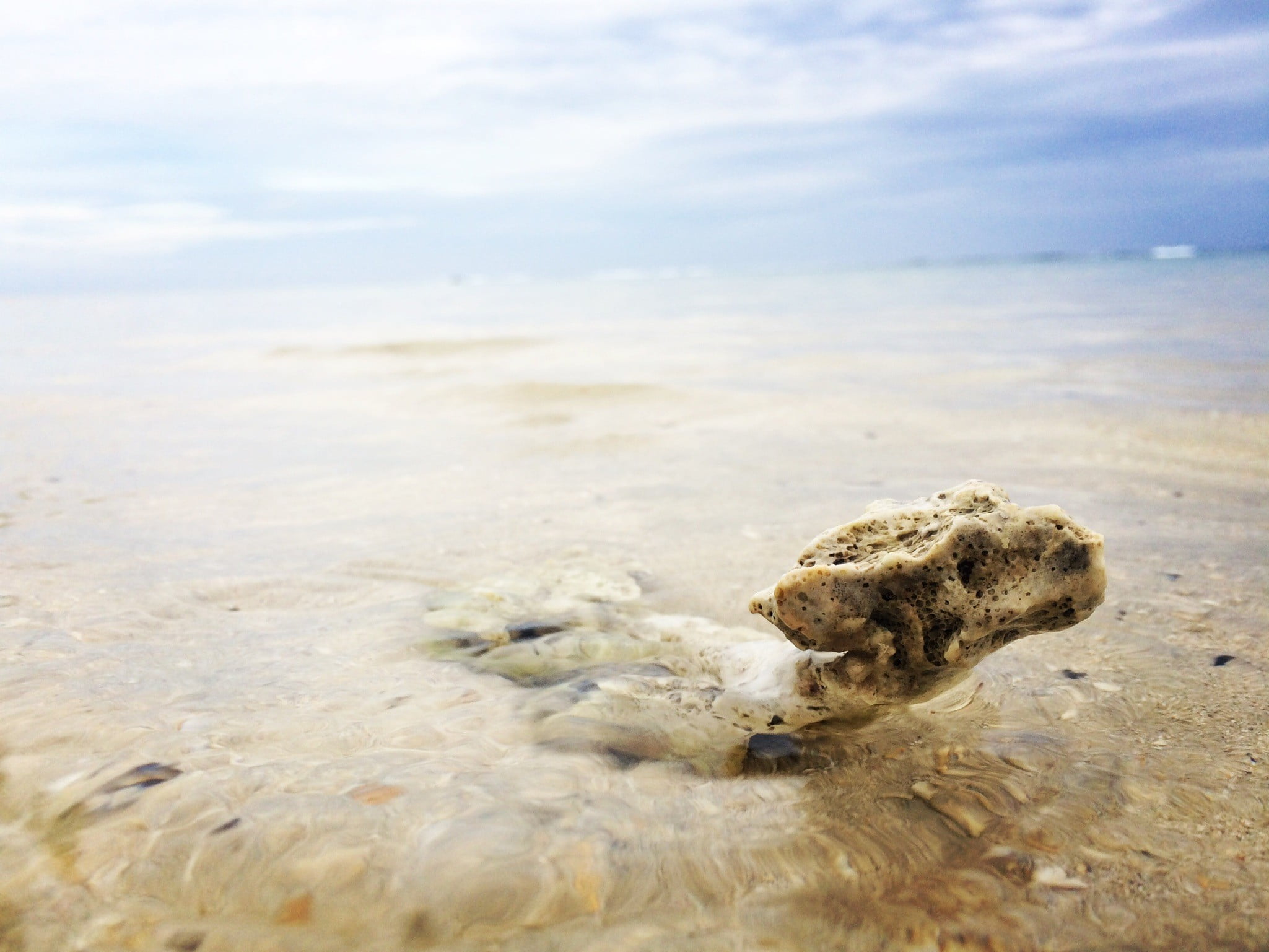 water, animal wildlife, sea life, one animal, animals in the wild, 1080P, marine, underwater, no people, cloud - sky, crabs, land, animal, sky, day, outdoors, HD Wallpaper