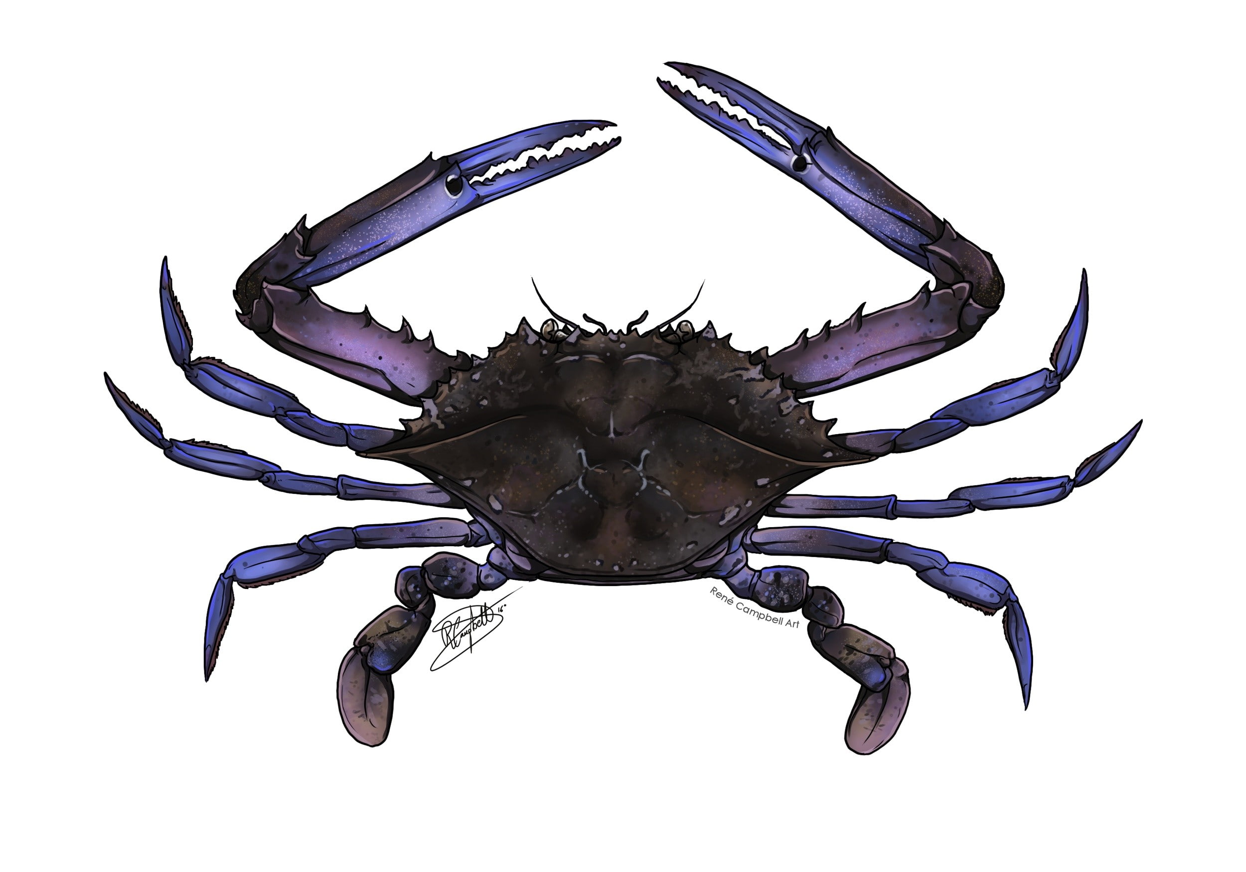 white background, artwork, animals, crabs, 1080P, HD Wallpaper