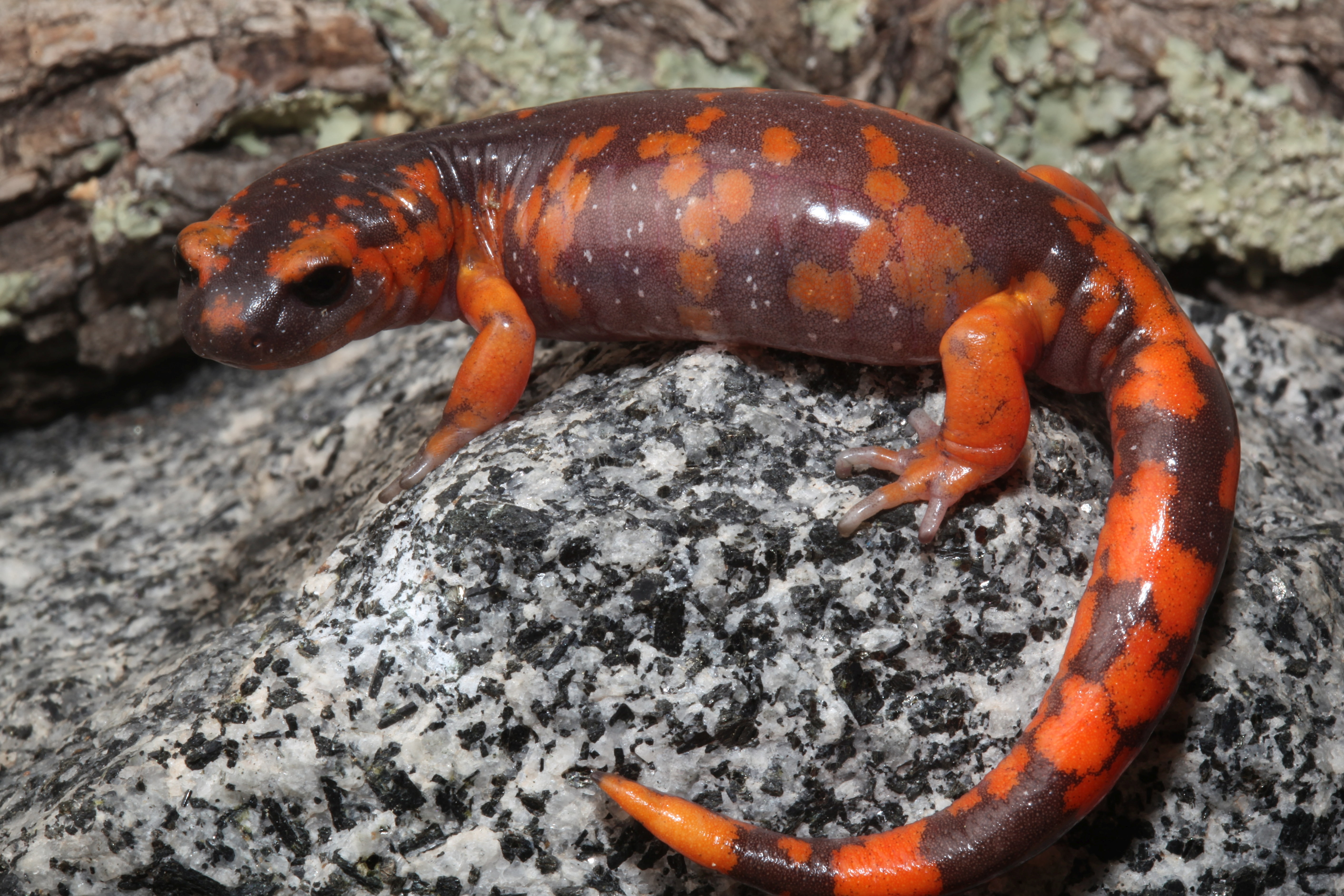 Newt, Amphibians, 5K, HD Wallpaper