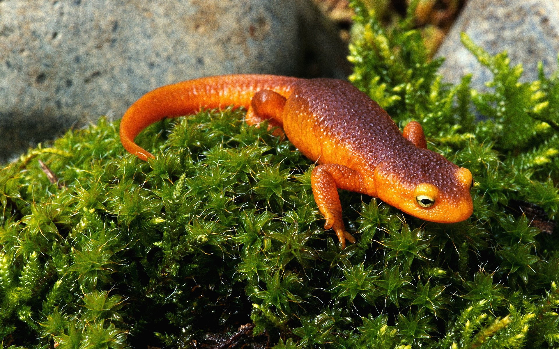 Amphibians, Newt, 1080P, HD Wallpaper