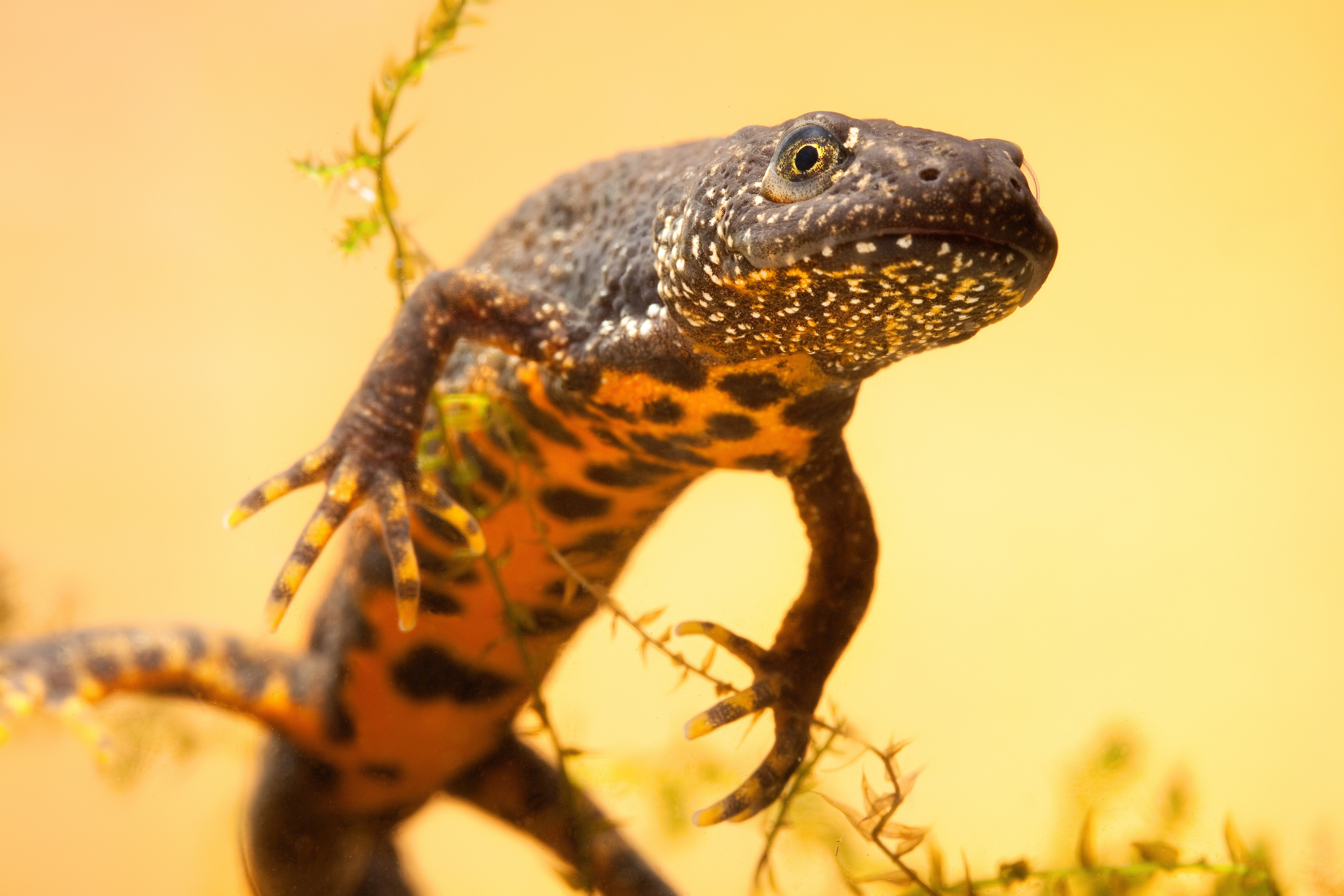 Amphibians, Newt, 5K, HD Wallpaper