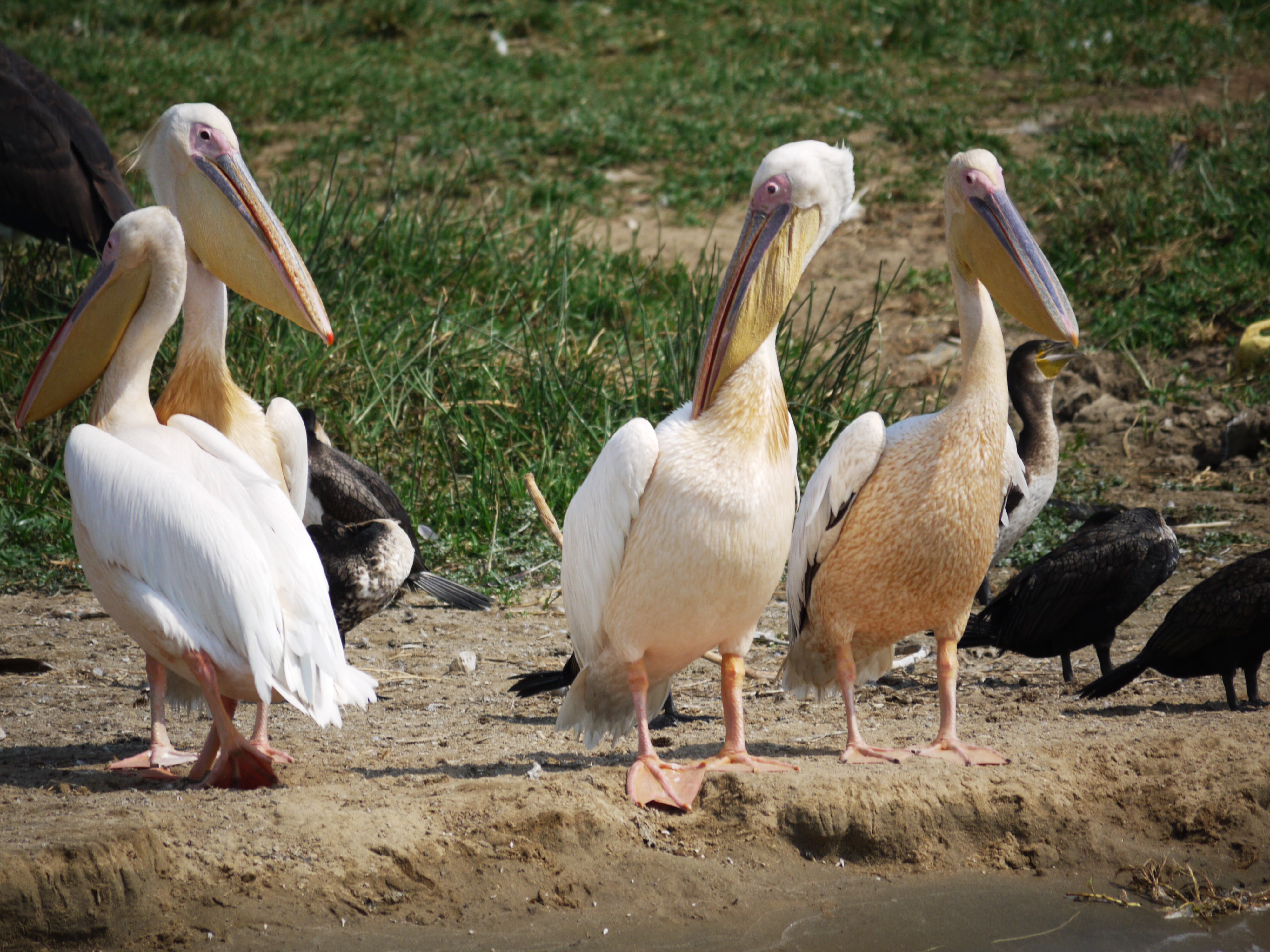 safari, water, pelicans, africa, watering hole, no people, queen, bill, cormorants, elisabeth, nature, dom, water bird, vertebrate, pelican, sunlight, beauty in nature, HD Wallpaper