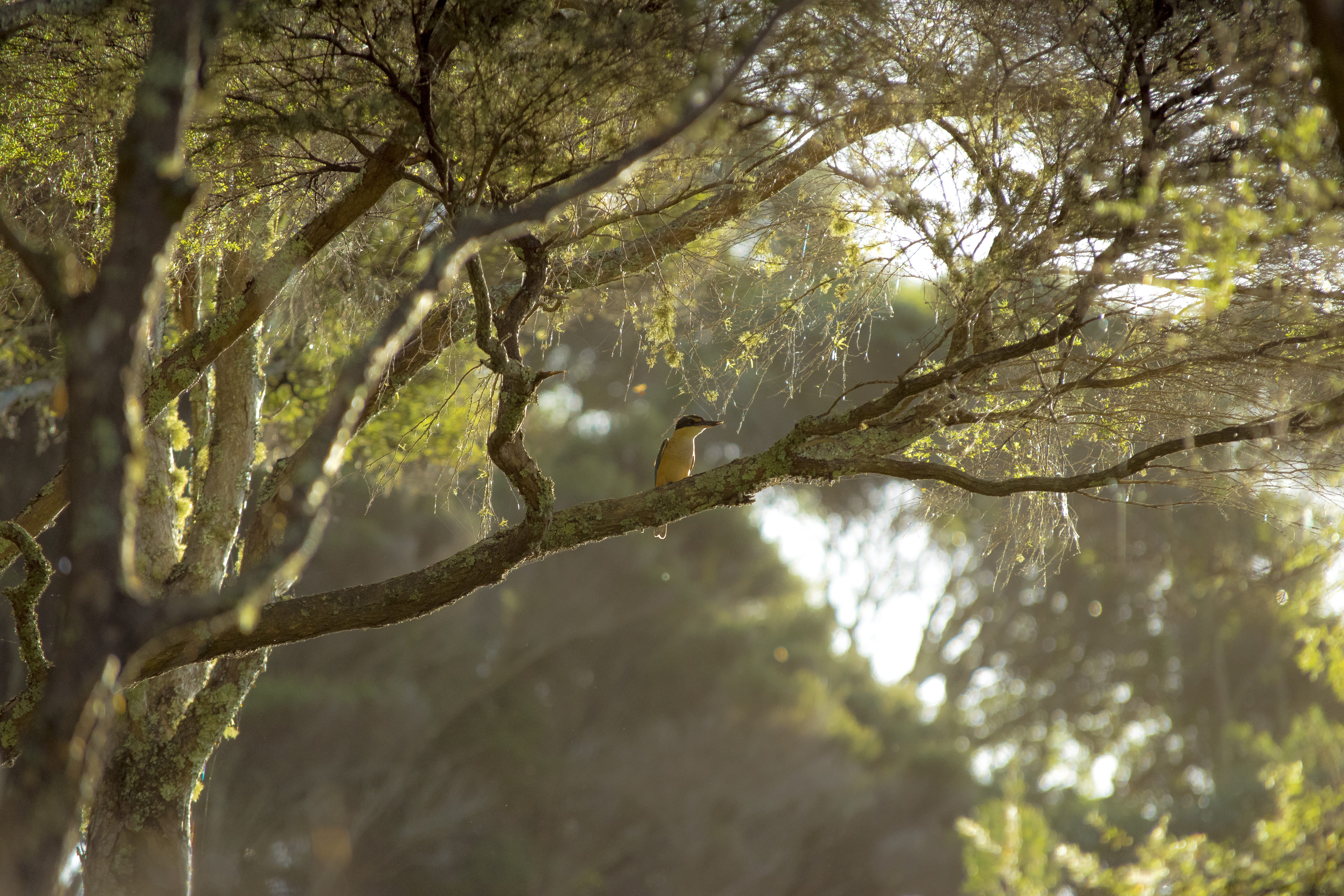 forest, trunk, branch, 5K, growth, kingfisher, tree trunk, outdoors, tranquility, low angle view, bird, animal, auckland, day, focus on foreground, animals in the wild, HD Wallpaper