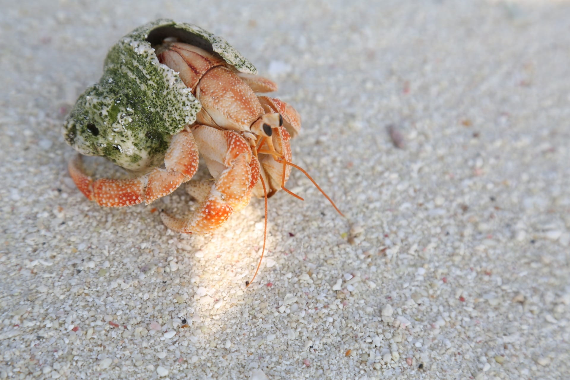 high angle view, animal themes, Shell, outdoors, 1080P, one animal, beach, wildlife, close-up, wild, marine, hermit crab, environment, animals in the wild, HD Wallpaper