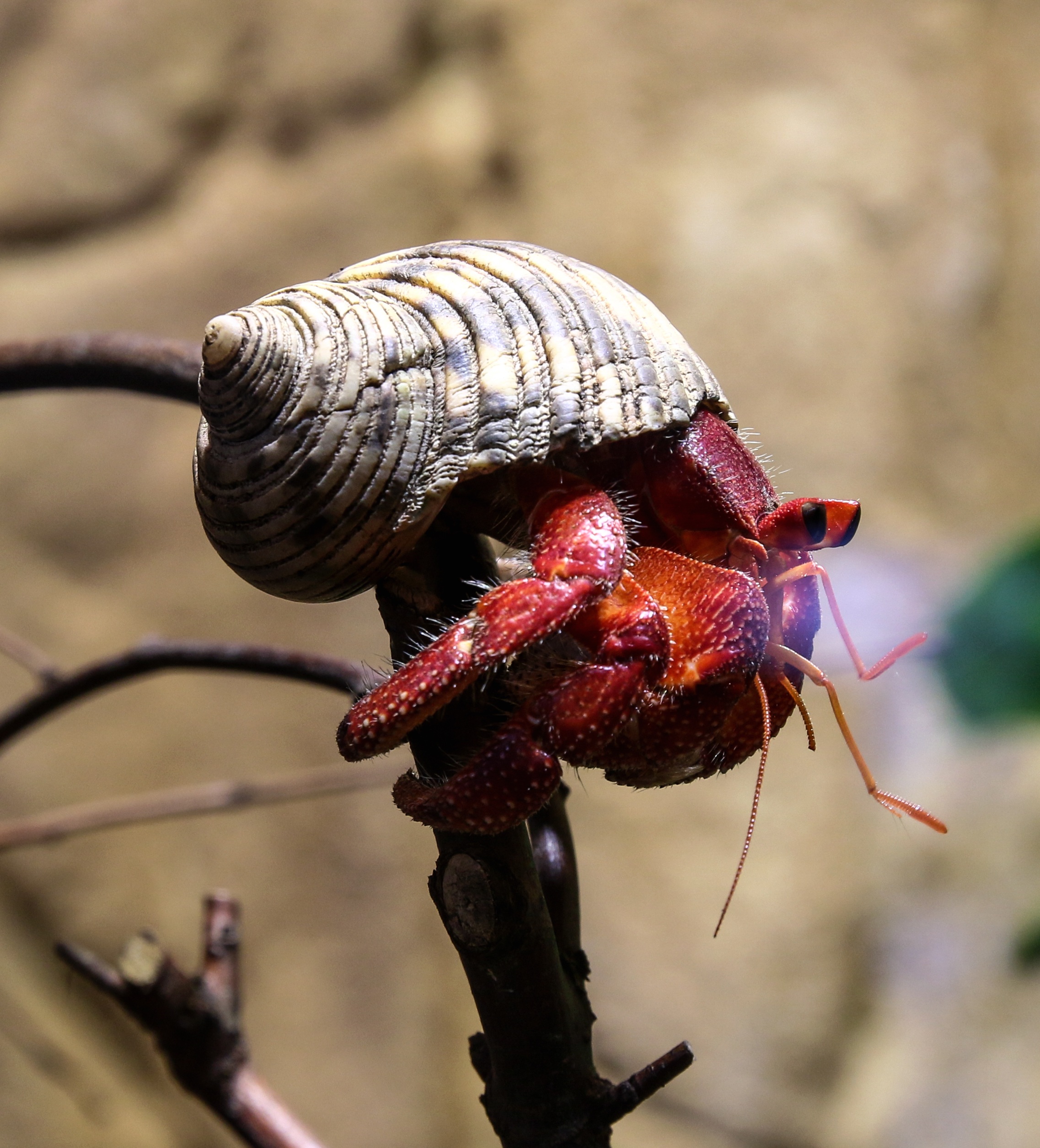 animals in the wild, animal wildlife, invertebrate, shell, crustacean, beauty in nature, close-up, cancer, eyes, nature, animal, day, insect, 1080P, hermit crab, Phone HD Wallpaper