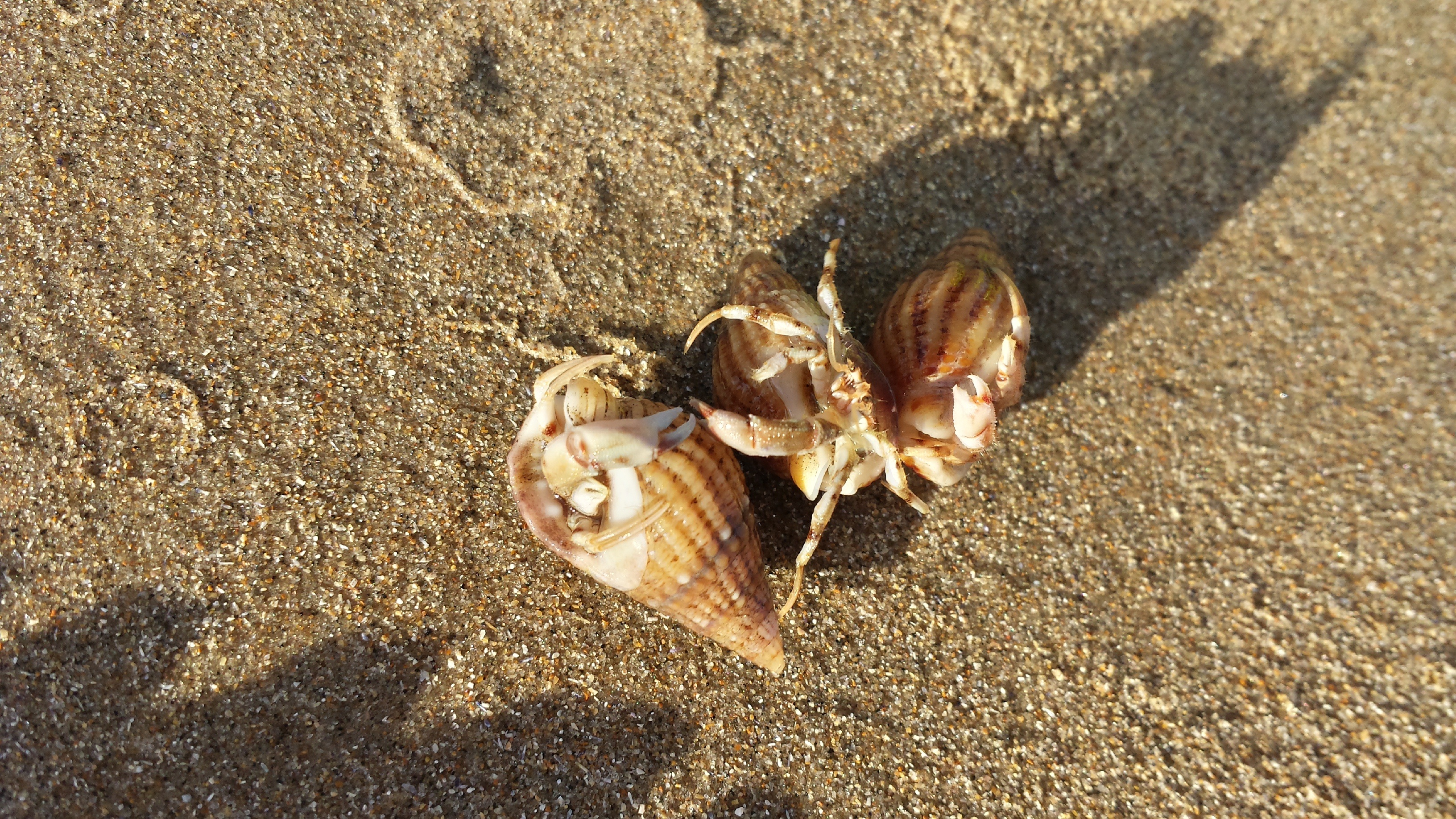 hermit, day, high angle view, marine, animal shell, hermit crab, animal wildlife, outdoors, crab, close-up, sunlight, animals in the wild, claw, beach, HD Wallpaper