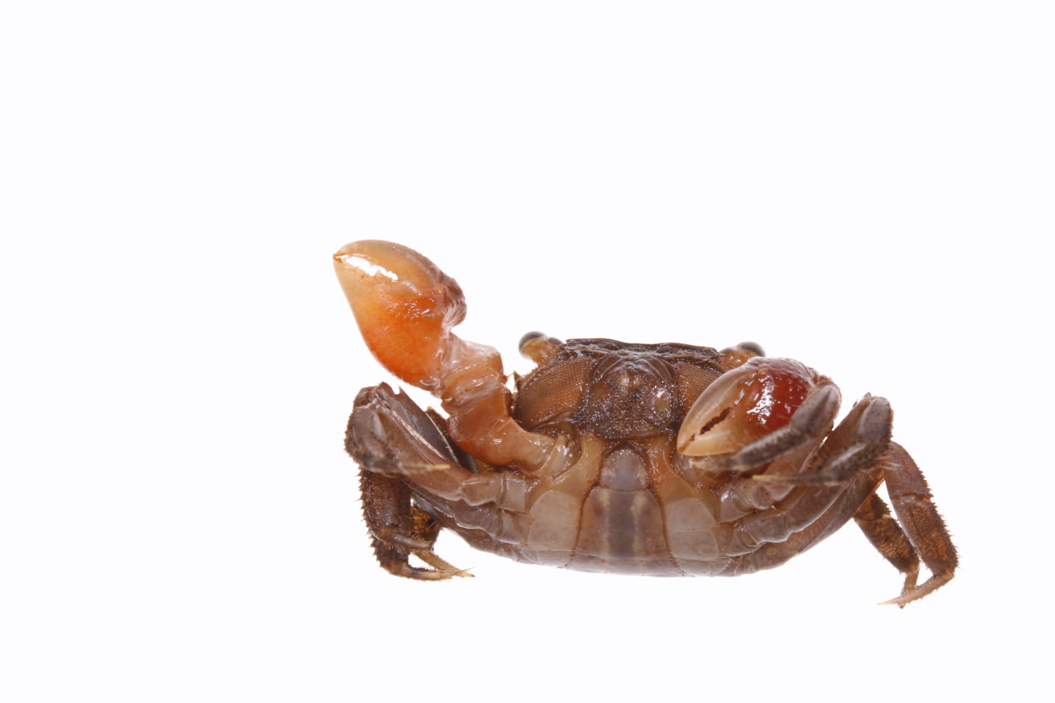 white, shellfish, marine, studio shot, animal wildlife, 1080P, close-up, crustacean, invertebrate, animal, shell, animal themes, cut out, white background, HD Wallpaper