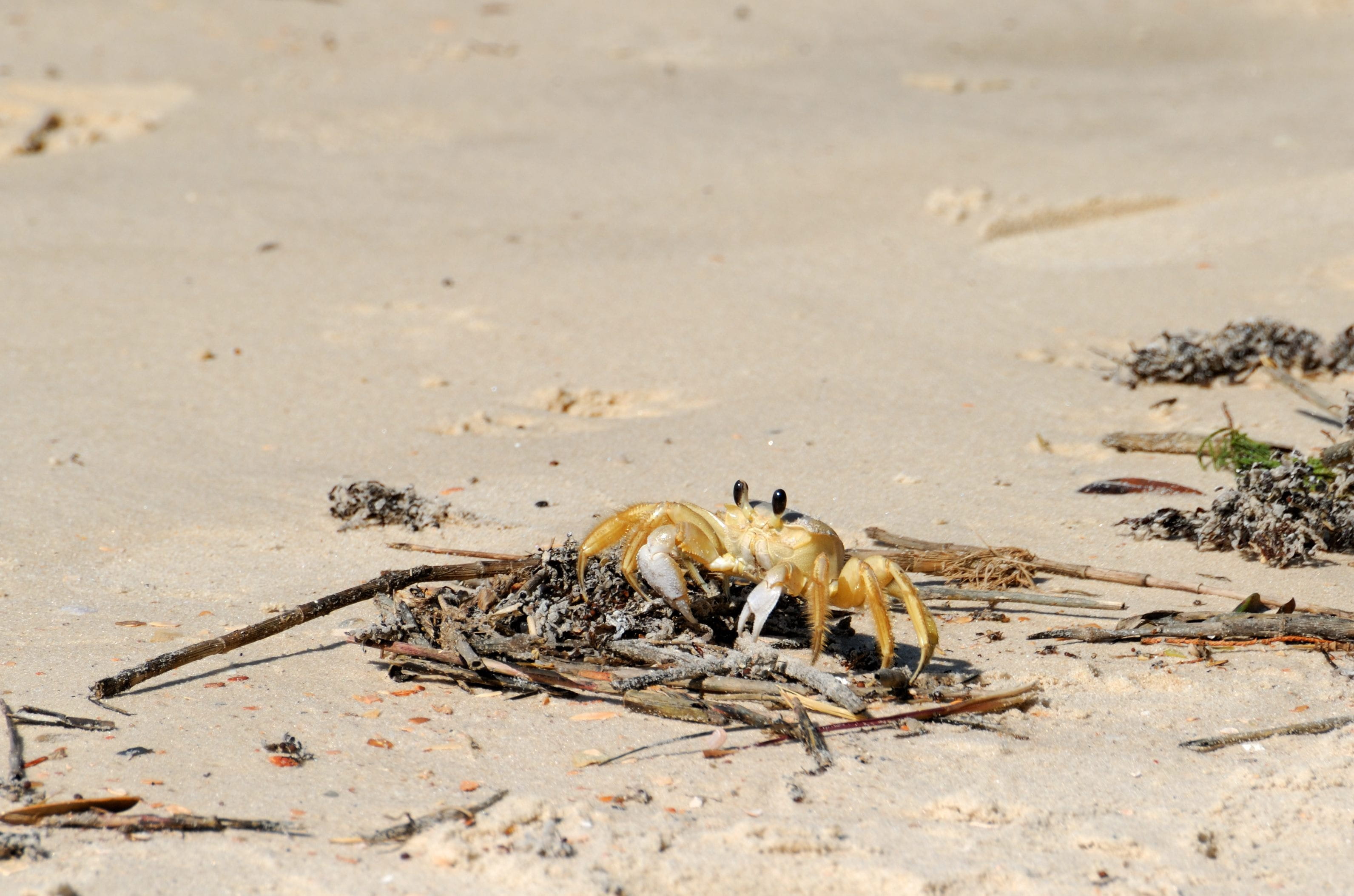 claw, environment, Nature, shell, sunlight, coastline, bird, crab, one animal, summer, land, tropical, marine, shore, bone, Sand Crab, animal, no people, HD Wallpaper