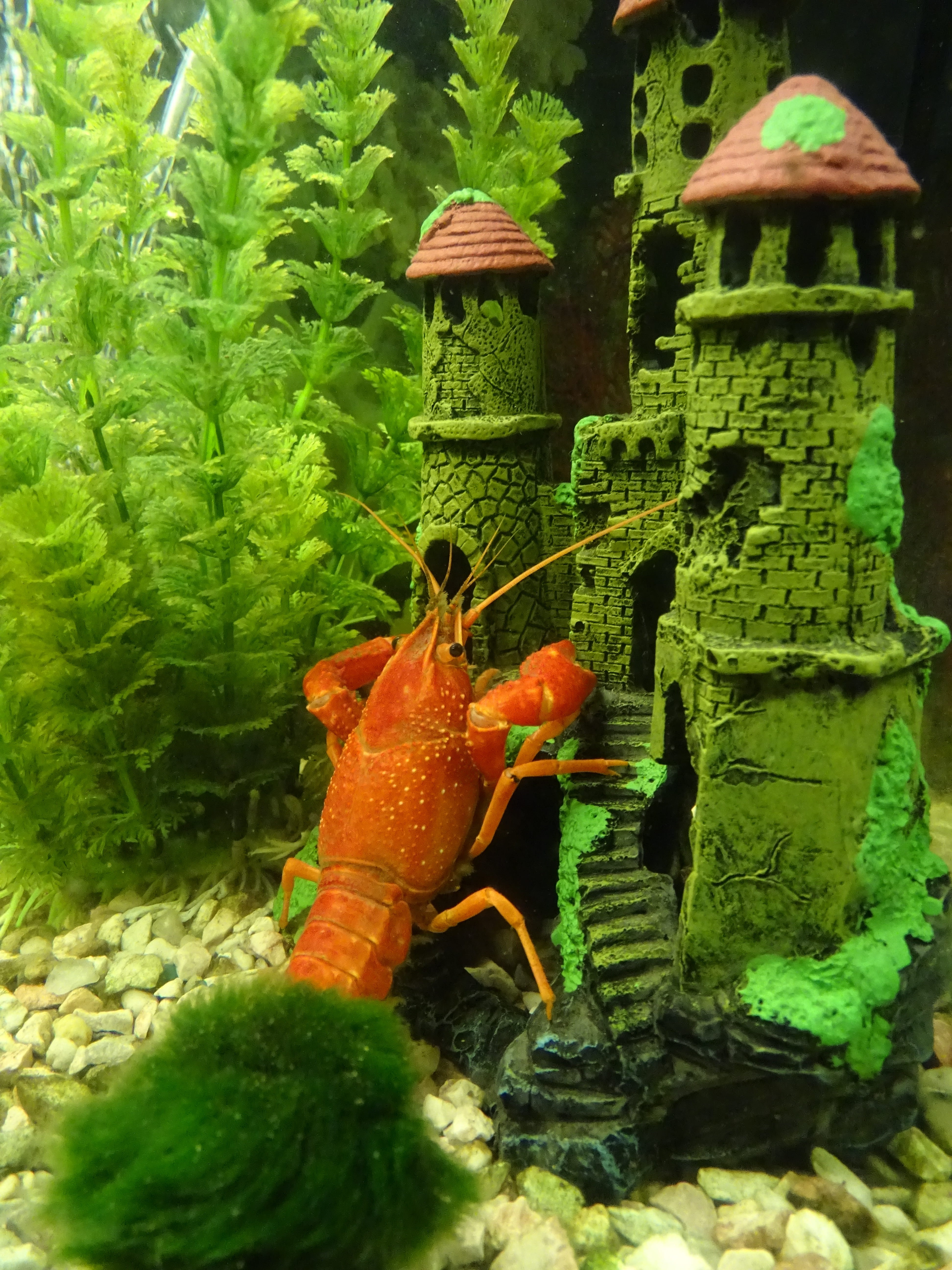 lesion, no people, crustacean, growth, ruins, water, protected, day, crab, animal wildlife, akva, marine, sea life, 5K, red, sea, nature, animal themes, Phone HD Wallpaper