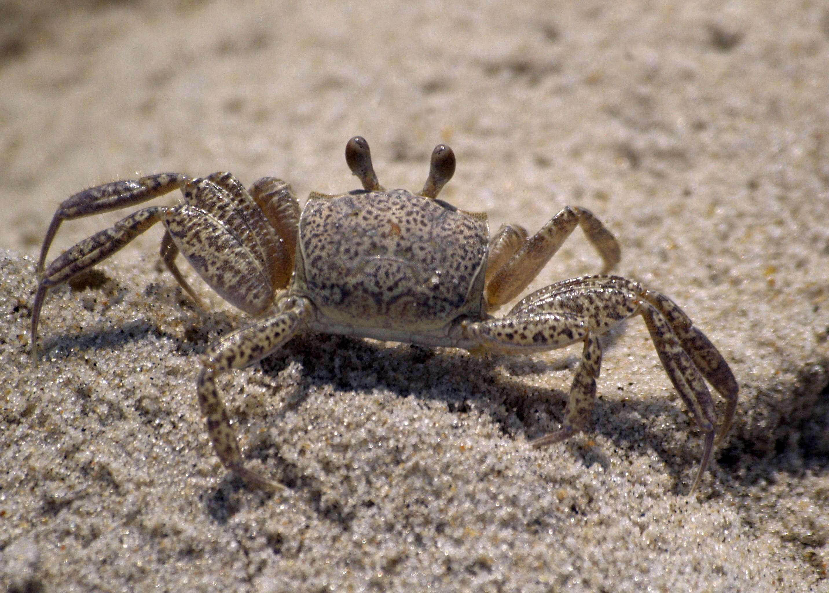 white, wildlife, outdoors, animal body part, Sea, 2K, one animal, marine, Beach, animal, animal themes, White, day, sea, crustacean, coastline, crab, land, HD Wallpaper