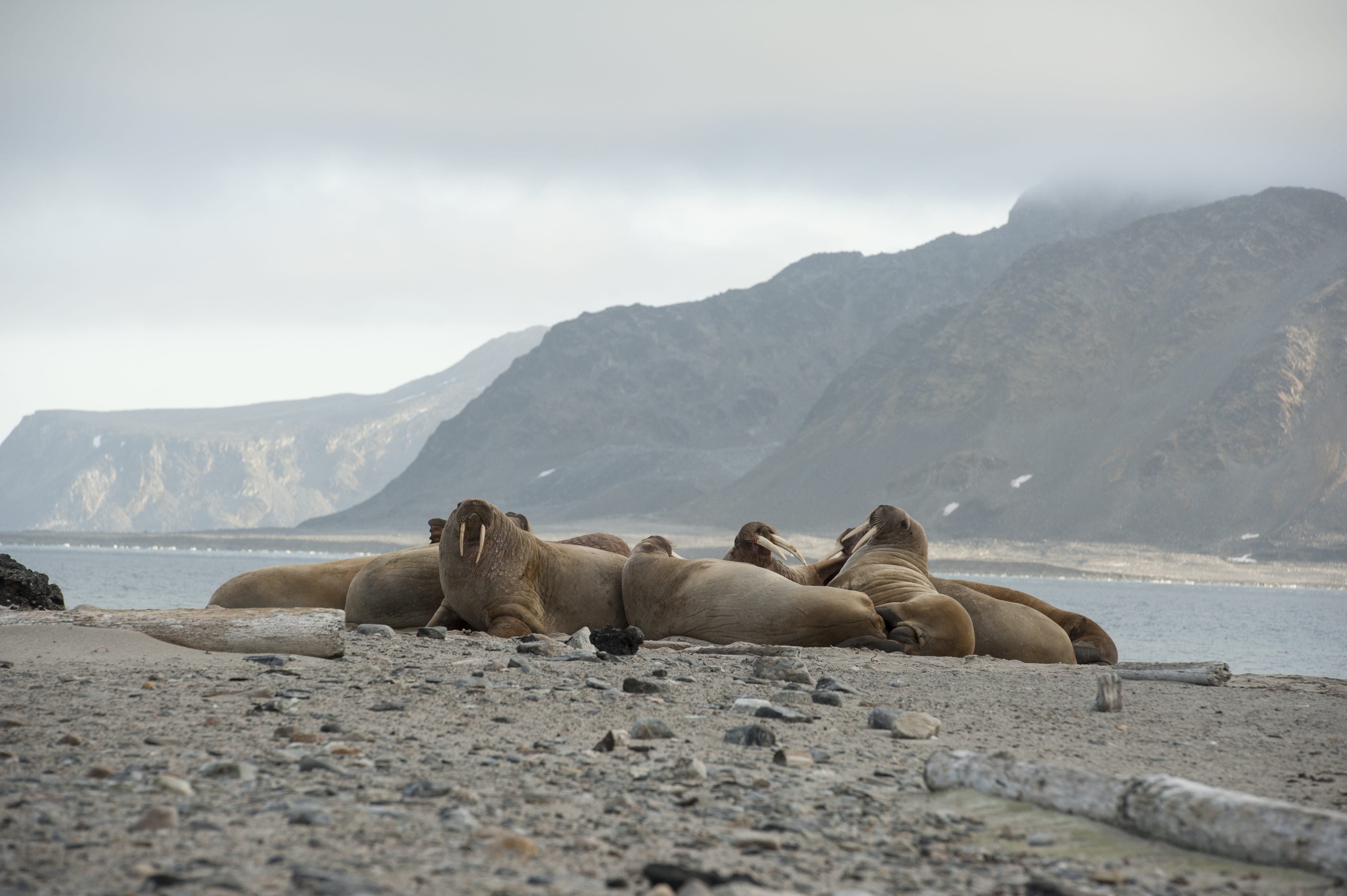 land, lying down, seal - animal, nature, animal themes, animal, relaxation, sea, animals in the wild, group of animals, resting, animal wildlife, mountain, HD Wallpaper