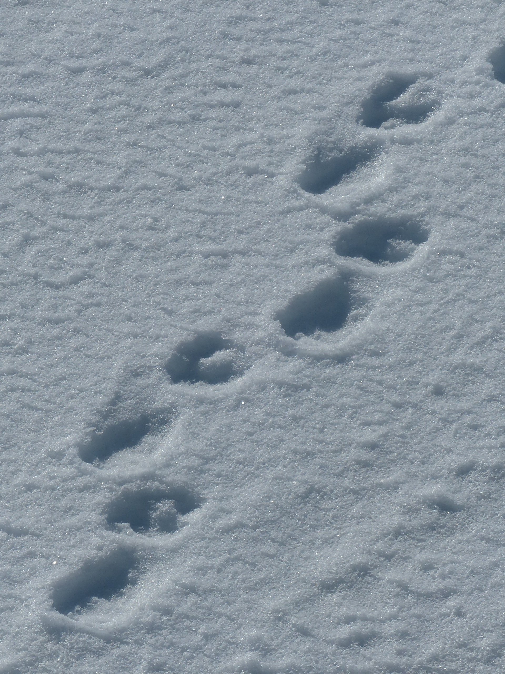 cold temperature, full frame, animal track, no people, outdoors, snow, high angle view, spitsbergen, nature, polar bears, backgrounds, covering, field, Phone HD Wallpaper