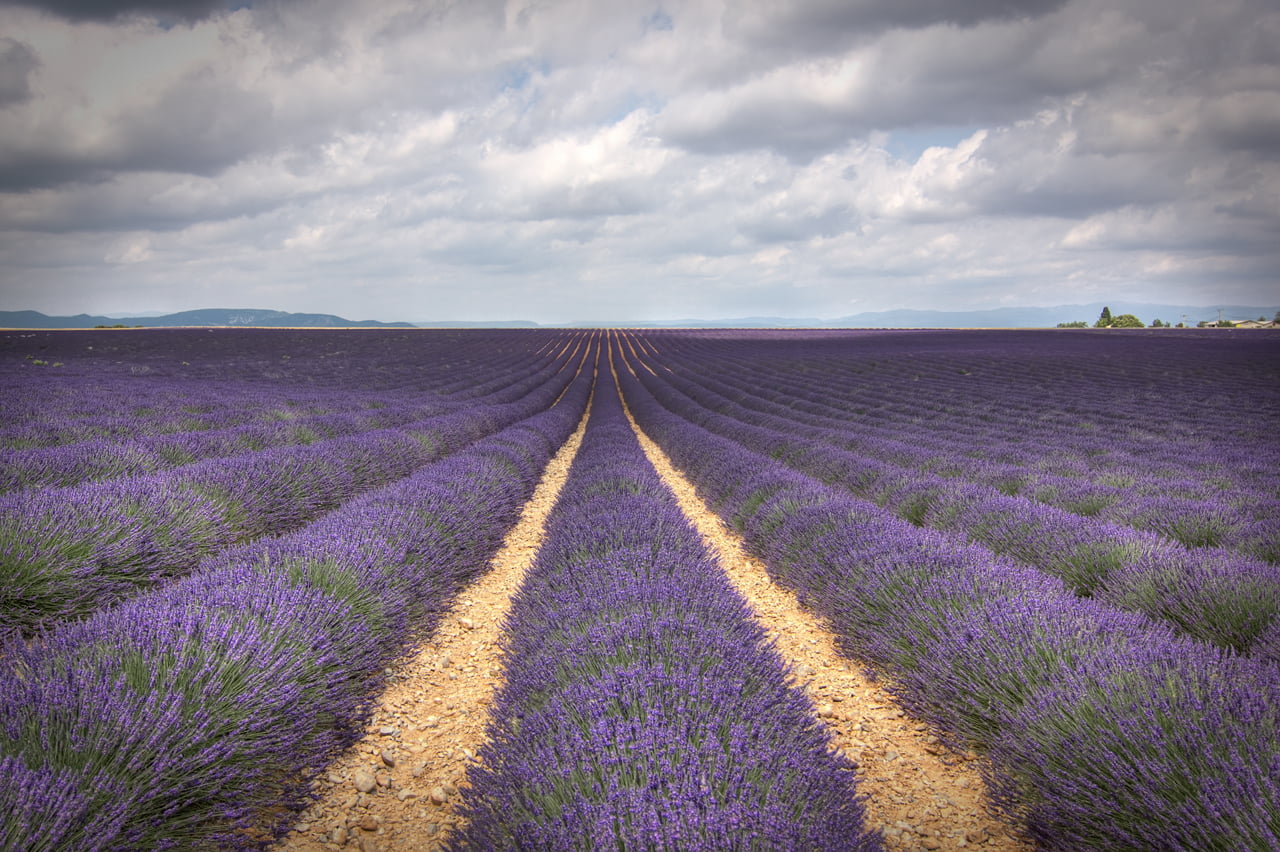 Lavender, farm, landscaped, grass, rural Scene, valensole, stripes, salva, springtime, france, plateau De Valensole, Moustiers-Sainte-Marie, beauty In Nature, HD Wallpaper