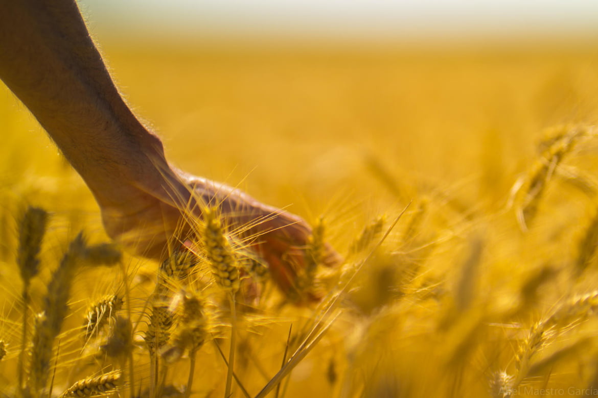 Gladiator, Sevilla, farm, gold Colored, food, rural Scene, nature, growth, barley, harvesting, field, wheat, 480P, ripe, España, plant, cereal Plant, brown, HD Wallpaper