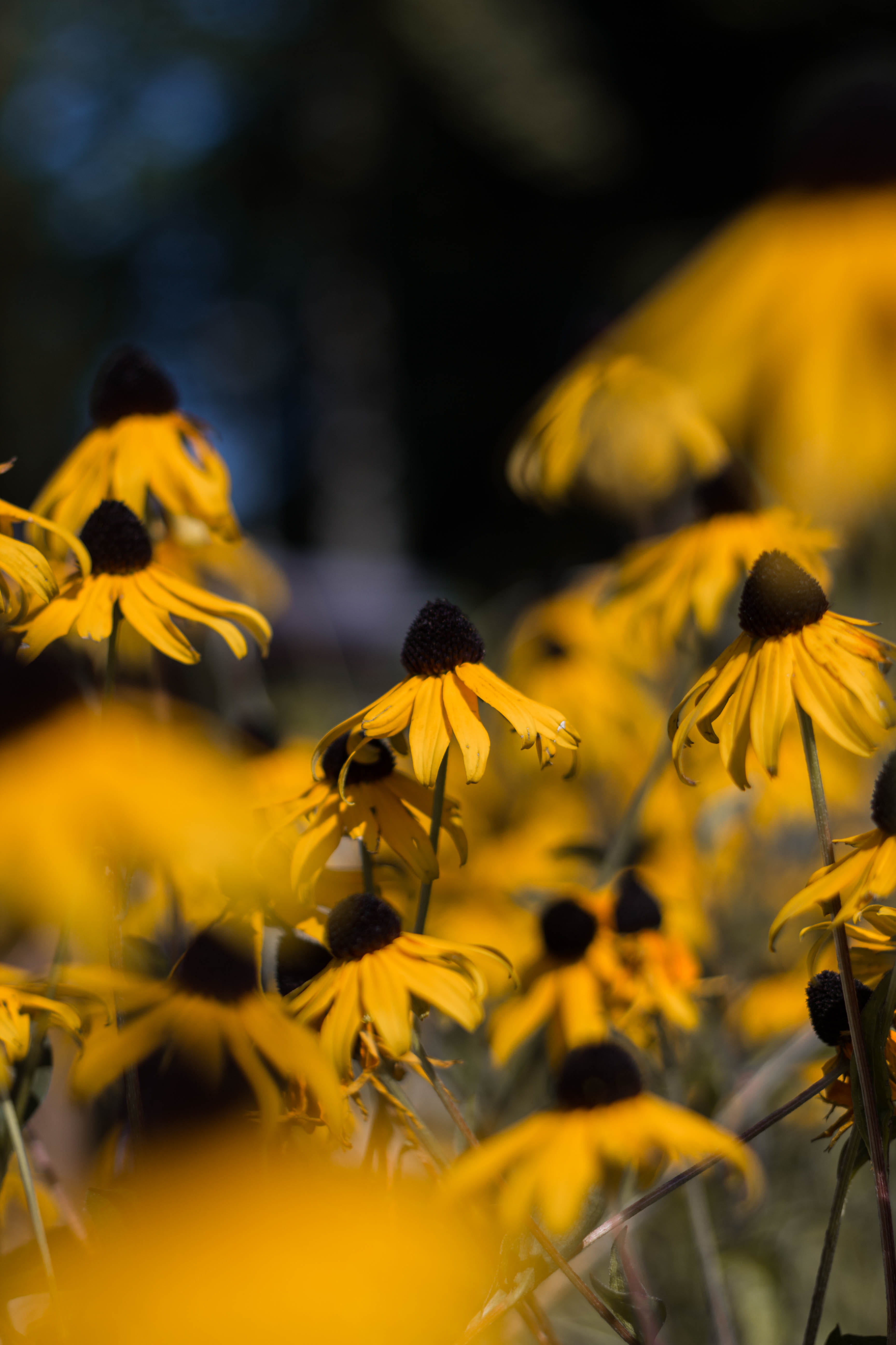 beauty in nature, inflorescence, pollen, vulnerability, flowering plant, 5K, flower, nature, day, canon, flowers, yellow, sunday, italy, petal, no people, Phone HD Wallpaper
