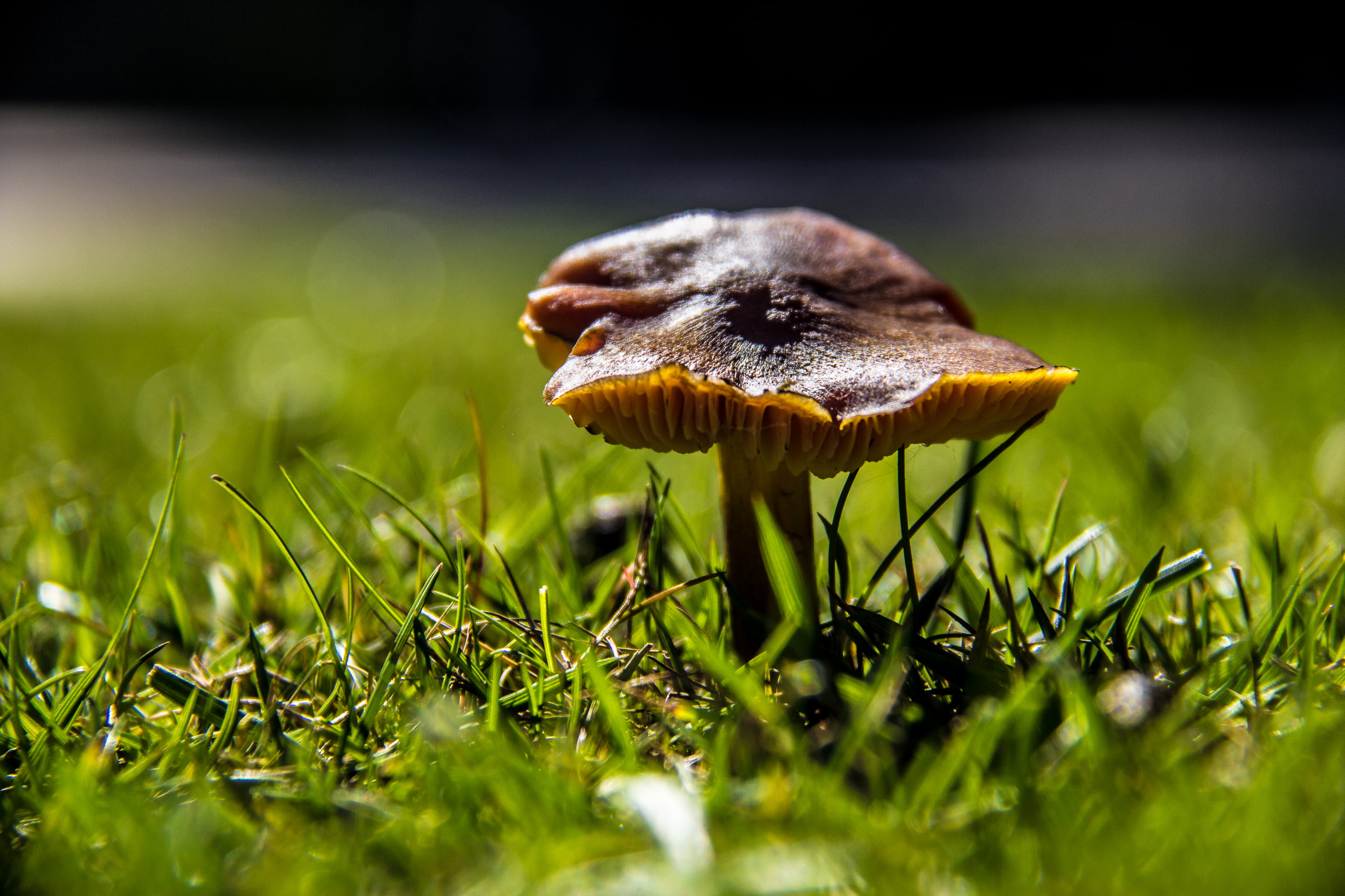 60D, macro, beside, Zapallar, forest, grass, green grass, Travel, II, CL, mushroom, Región de Valparaíso, green, Foto, plant, season, Argentina, Buenos Aires, HD Wallpaper