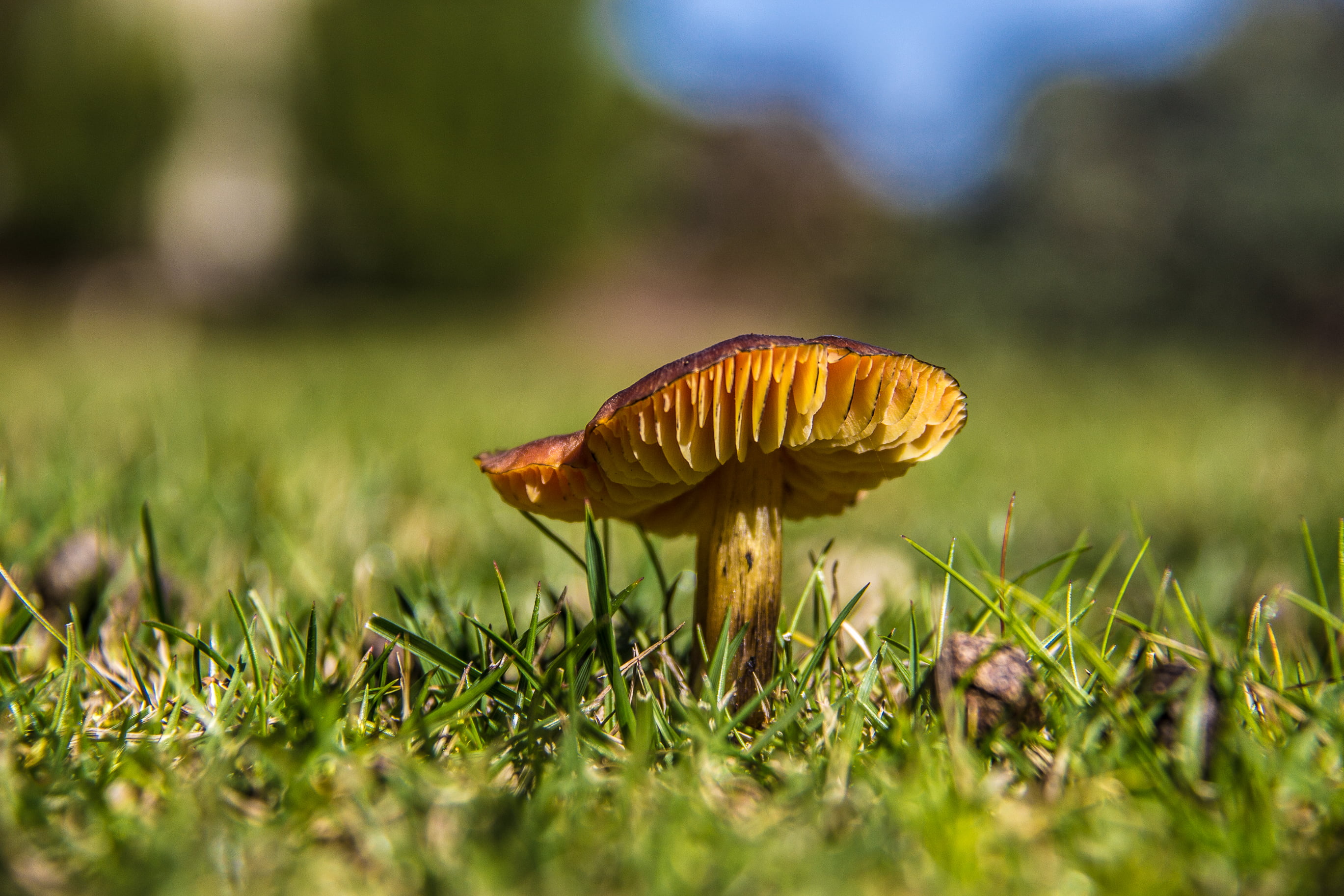 Región de Valparaíso, Argentina, CL, forest, shot, season, Hongo, Bokeh, autumn, macro, close-up, Photo, Nature, brown, Fungus, 2K, 60D, macro shot, Valparaíso  Chile, HD Wallpaper