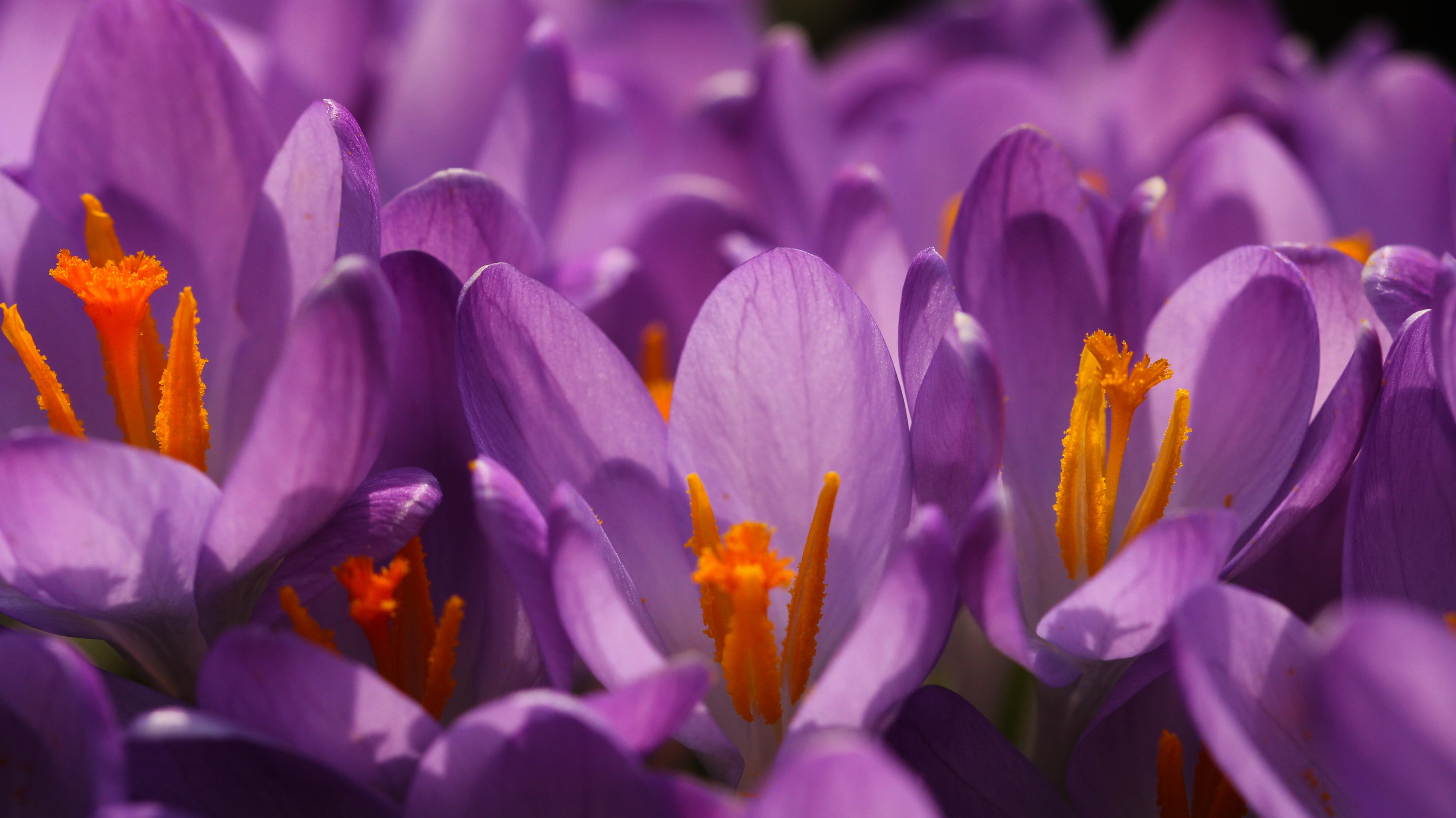 purple, springtime, blossom, 60D, f/2, flower Head, spring, crocus, Canon EF, USM, focus, Natur, outdoor, nature, Macro, Frühling, Krokus, close-up, photography, HD Wallpaper