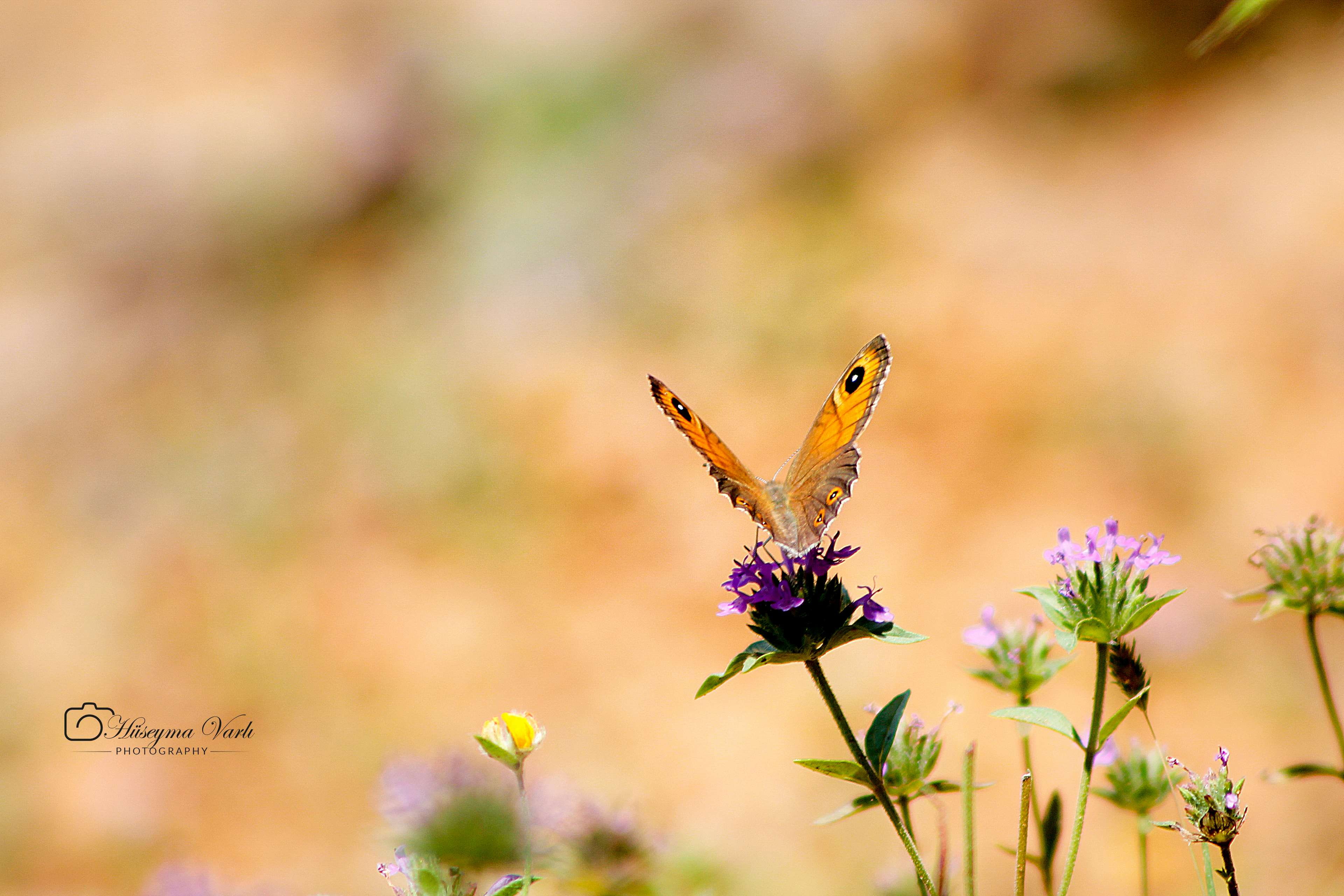 freshness, animals in the wild, nature, beauty in nature, animal, animal themes, uncultivated, butterfly - insect, animal wildlife, butterfly on a flower, HD Wallpaper