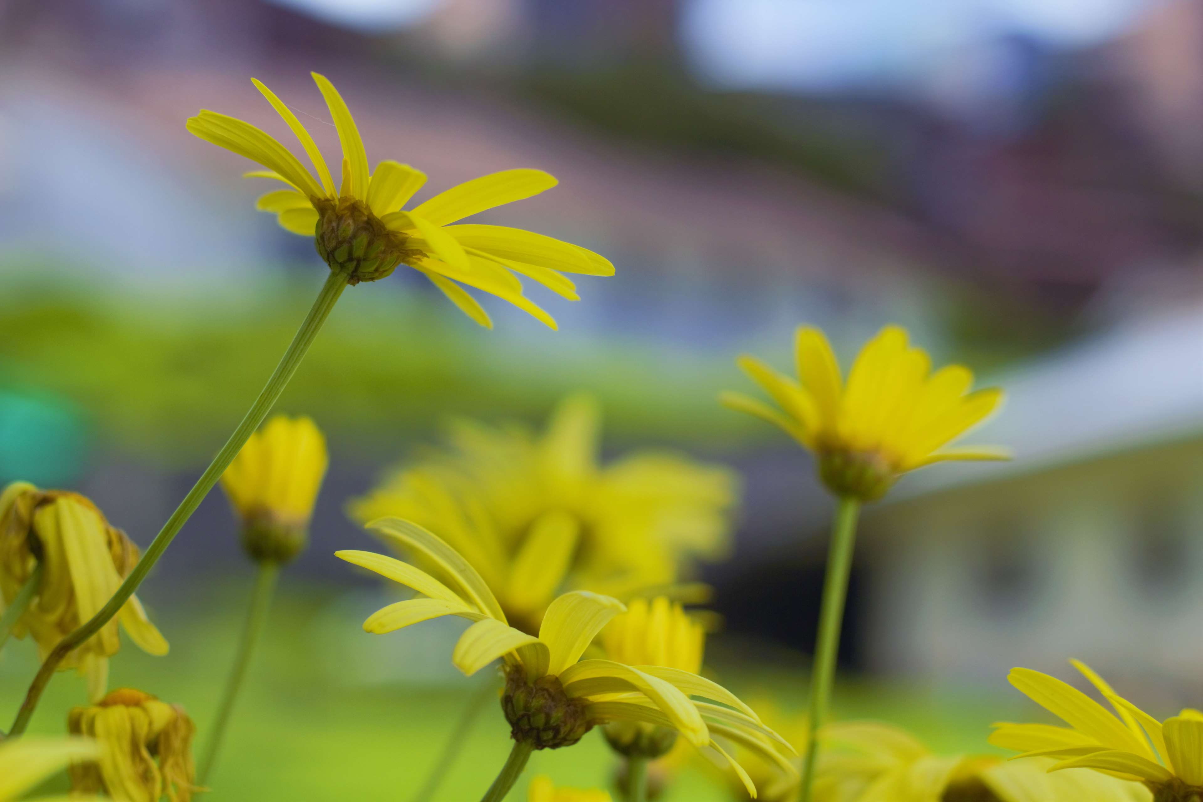 beauty in nature, close-up, canon, freshness, plant, field, springtime, petal, flower, 60d, flowering plant, growth, flower head, flowers, fragility, no people, HD Wallpaper