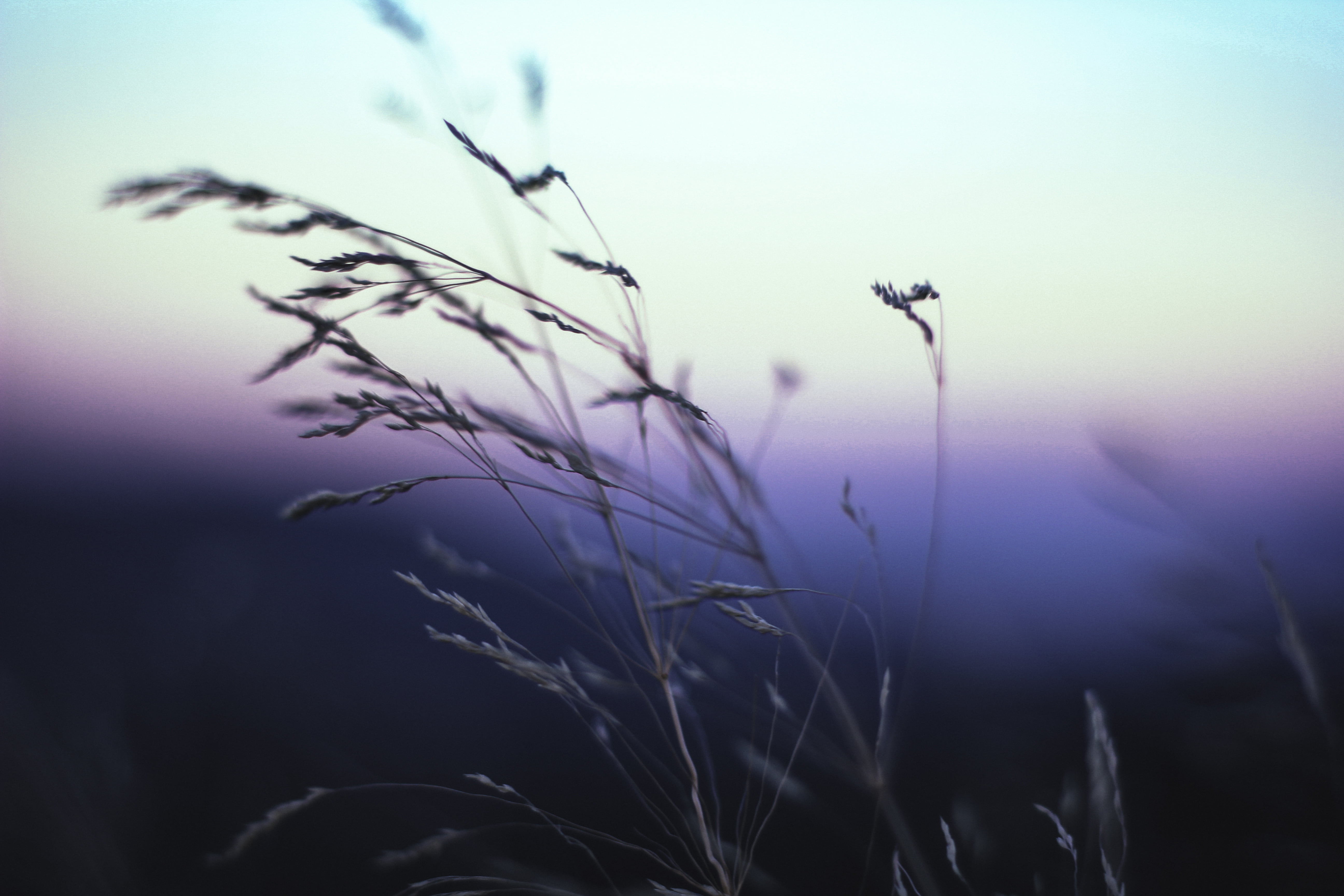stm, 5K, wheat, sunset, meadow, close, nature, photo, brown, summer, f 1.8, Canon, plants, plant, 60d, swayed, sky  blue, wind, Purple, grass, close-up, HD Wallpaper
