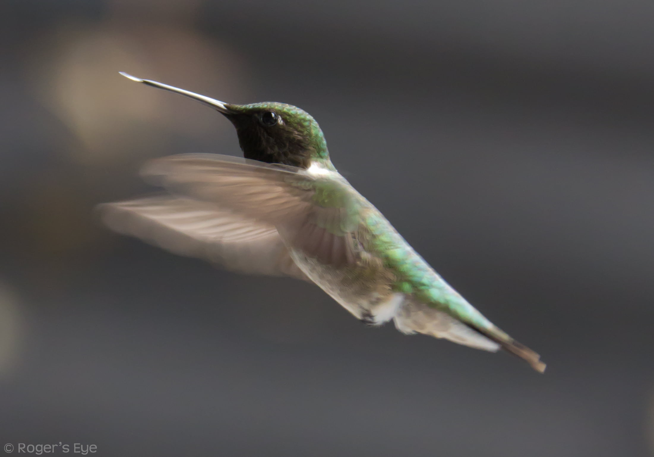 feather, nature, aviary, hovering, canon, flying, iridescent, spread Wings, haliburton, animal, beak, green, Cottage, gray, 60d, wildlife, bird, humming  birds, HD Wallpaper