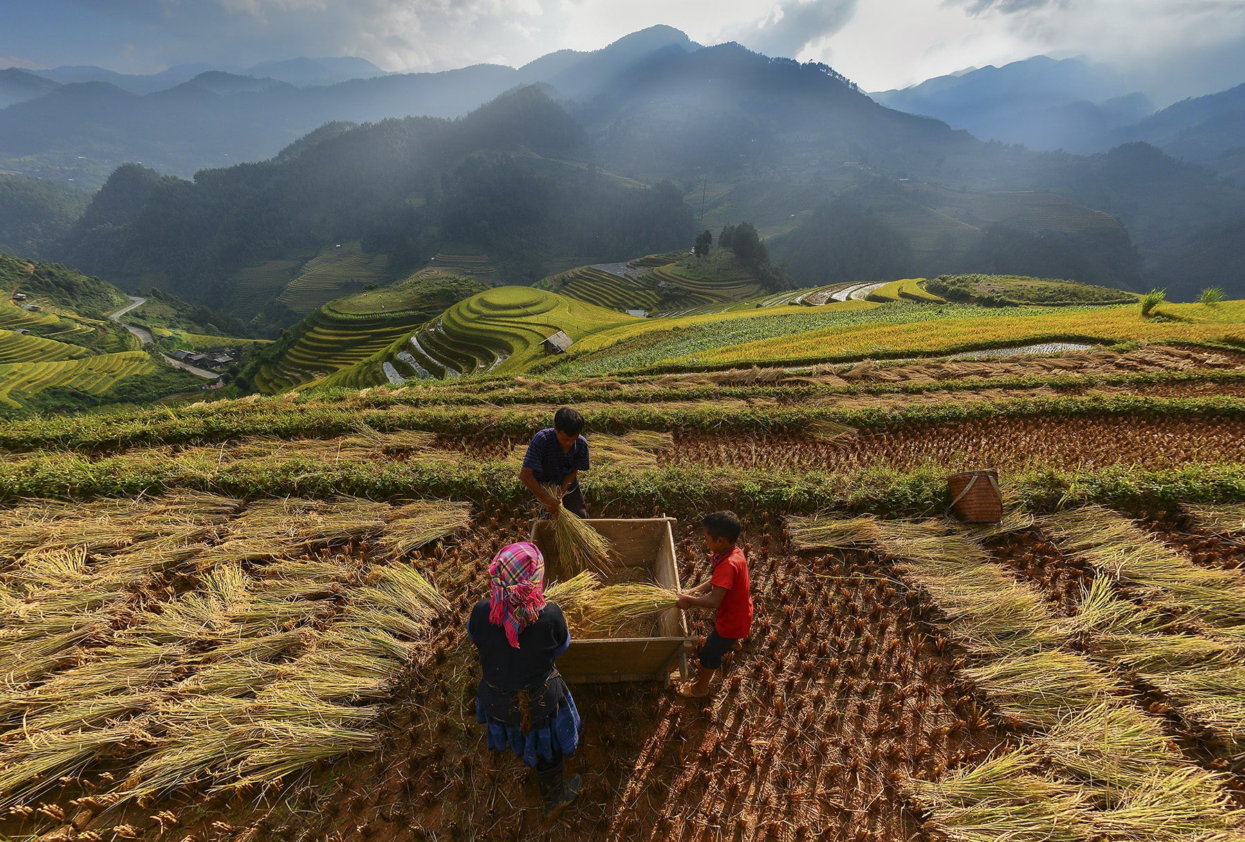green, Cloud, 720P, Vietnam, Mountain, island, farmer, mucangchai, Golden, terrace, HD Wallpaper