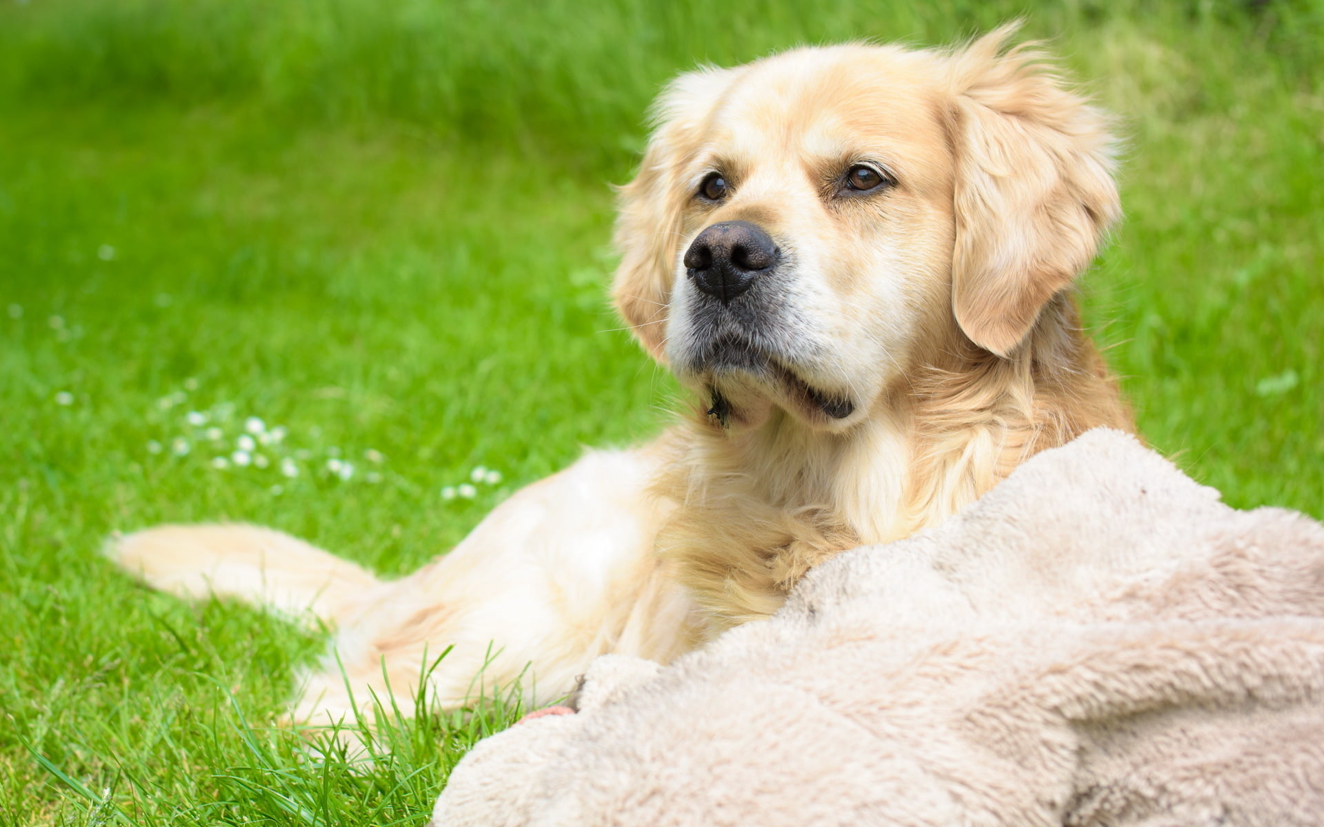 looking, animals, cute, one animal, relaxation, animal, grass, retriever, mammal, 1080P, green color, nature, no people, field, plant, dog, golden retriever, HD Wallpaper