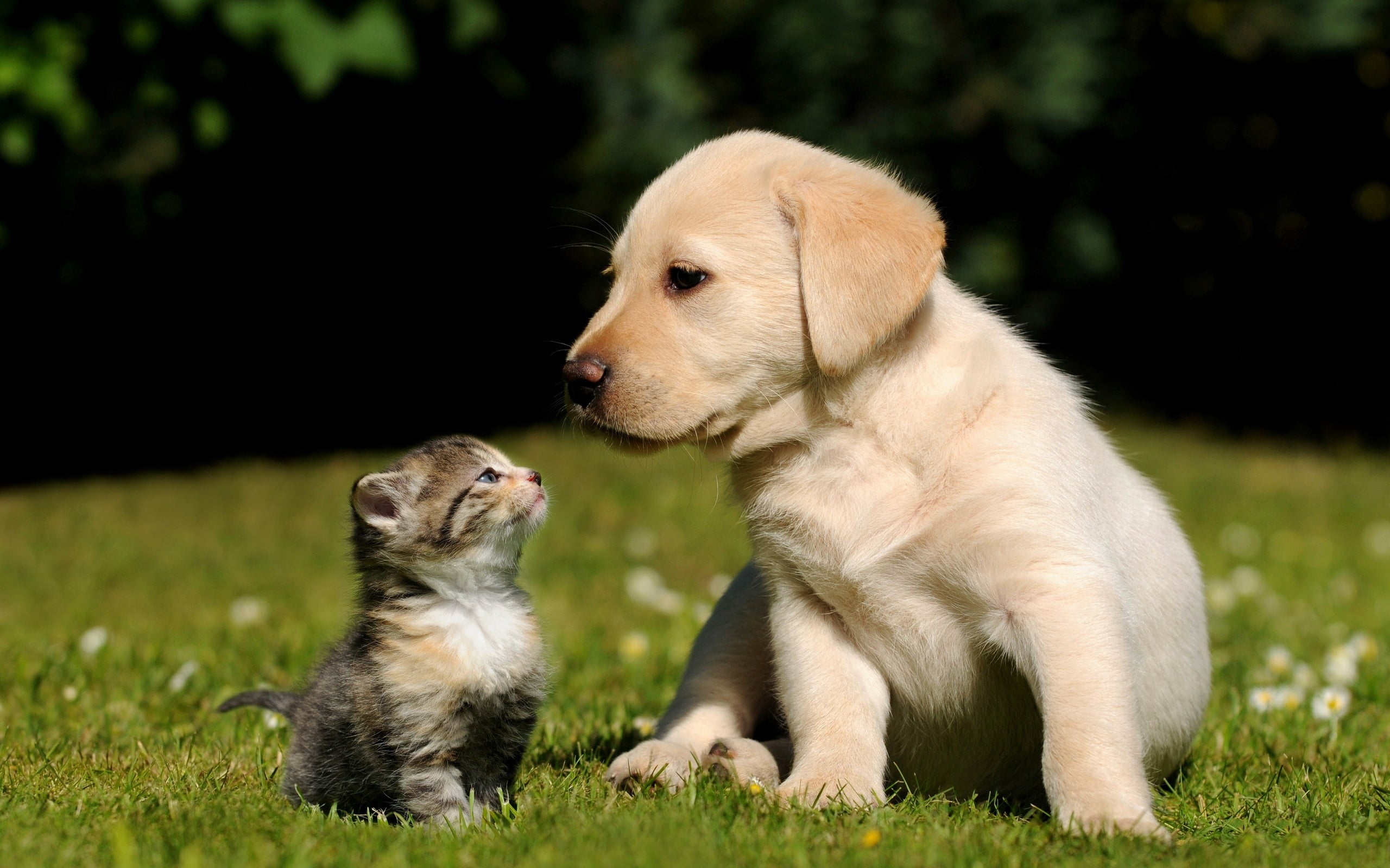 sitting, dogs, togetherness, pets, domestic Animals, plant, animals And Pets, domestic, grass, cute, brown, no people, fun, meadow, nature, group of animals, HD Wallpaper