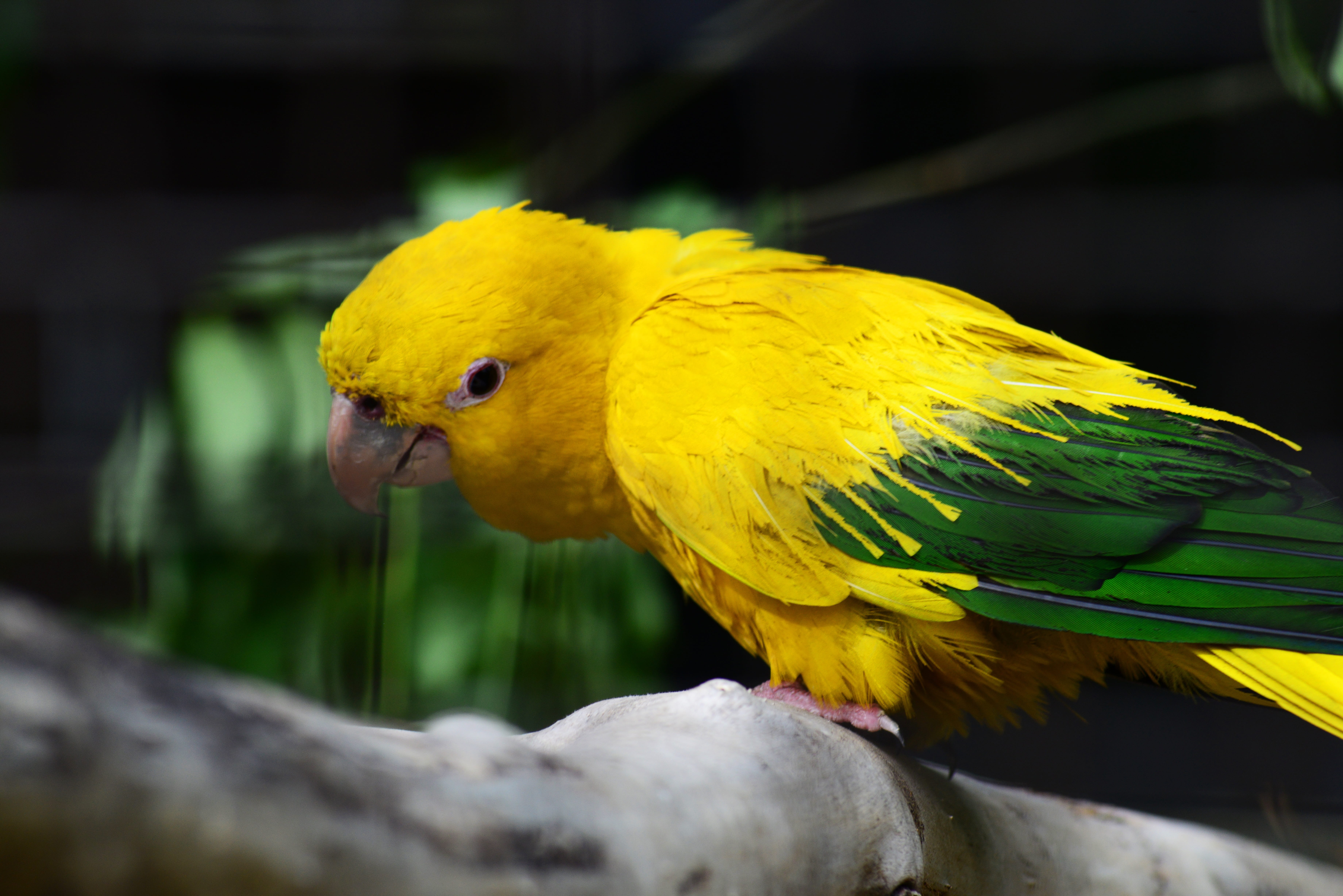 branch, multi colored, animals in captivity, feather, perching, vertebrate, yellow, no people, green, feathers, one animal, parrot, animal, brazil, pair, HD Wallpaper