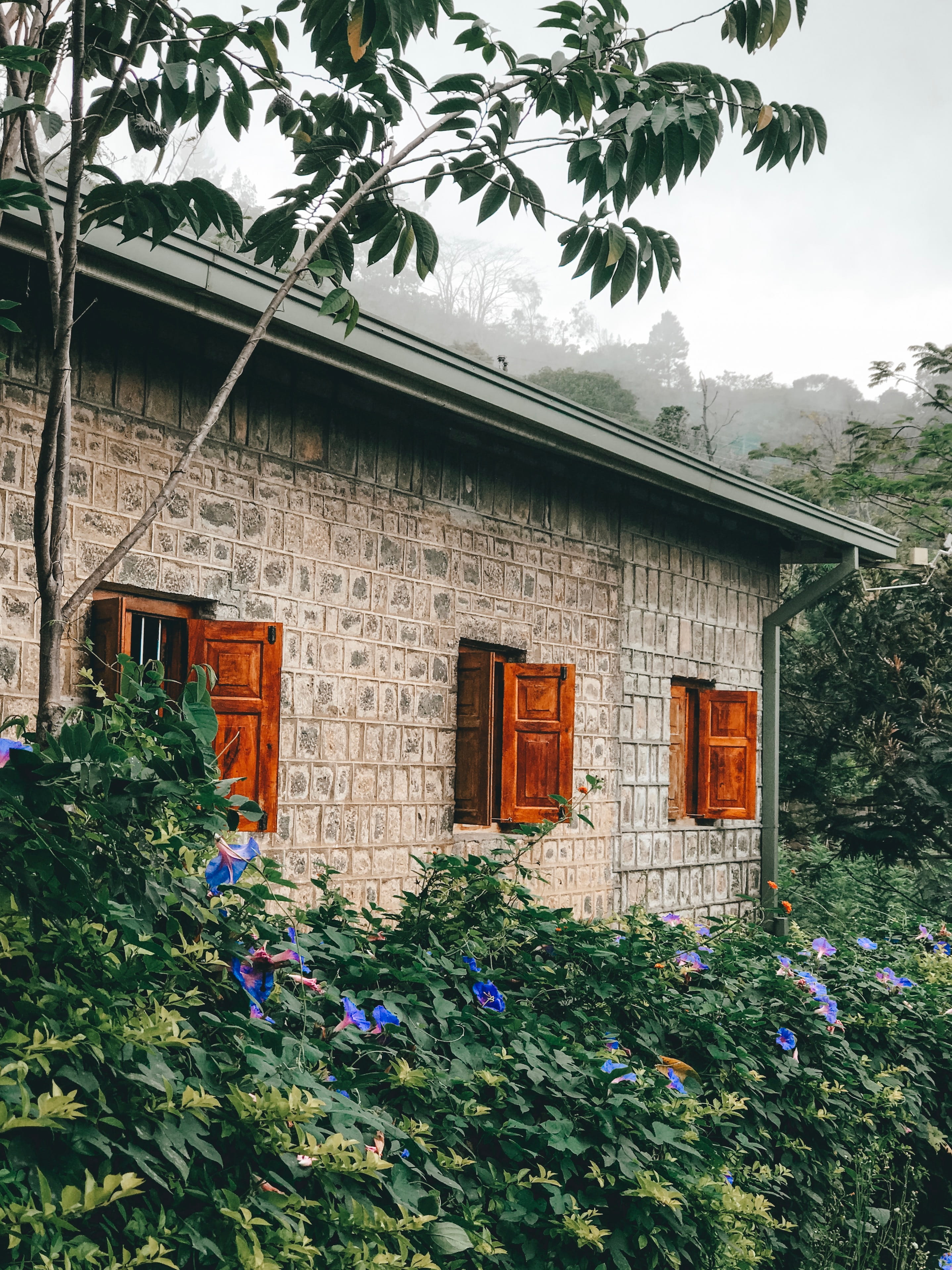 built structure, tree, plants, sky, window, growth, jar, pottery, front, no people, building, vegetation, blossom, flowering plant, building exterior, cottage, Phone HD Wallpaper