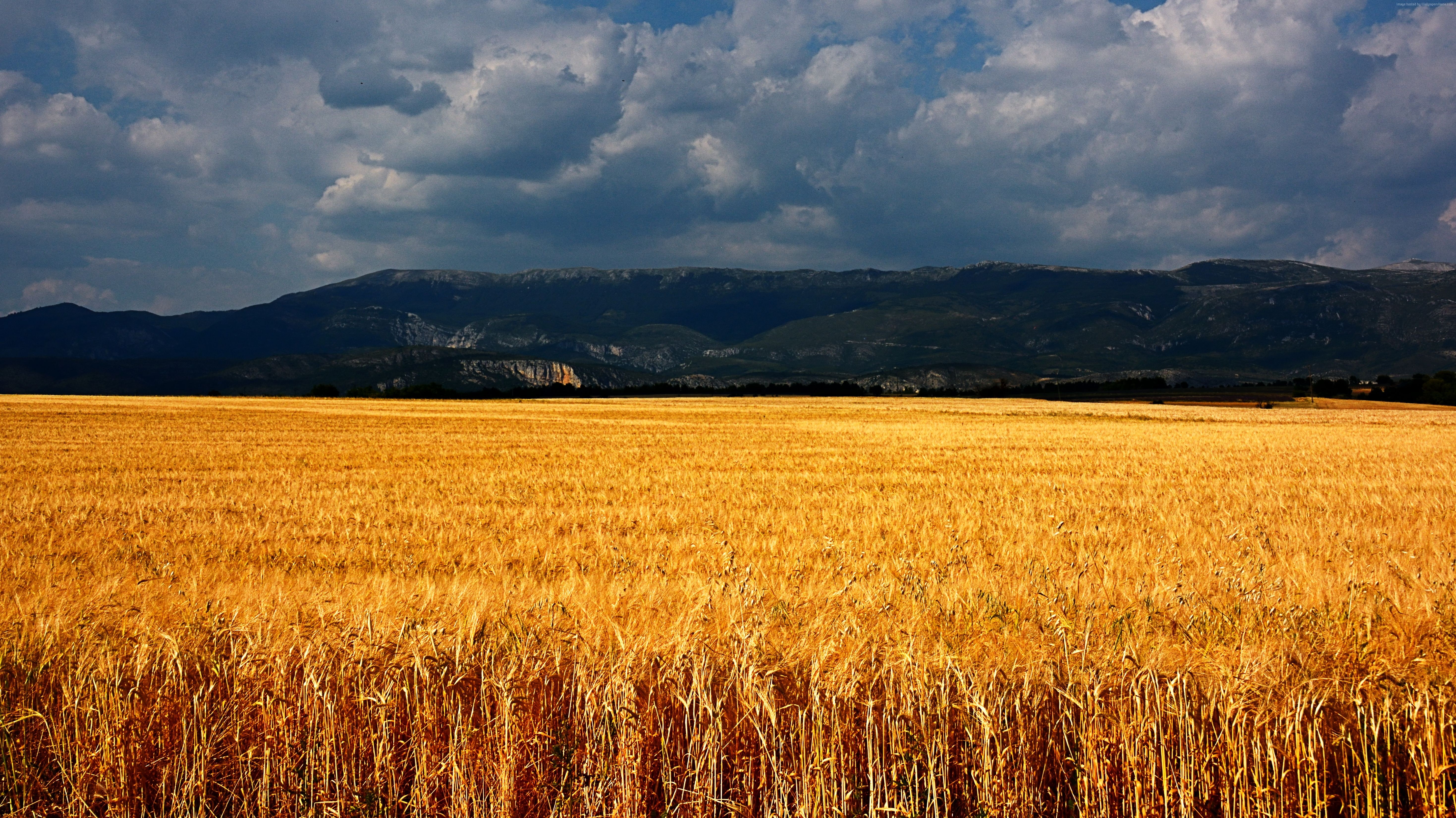 meadows, 8k, 5K, France, wheat, clouds, 5k, Plateau de Valensole, 4k, HD Wallpaper
