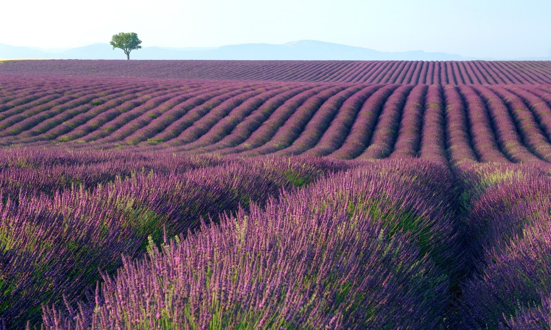 beauty In Nature, land, tranquil scene, lavender, green Color, in A Row, 1080P, red, europe, scenics, purple, flowerbed, france, plantation, environment, HD Wallpaper