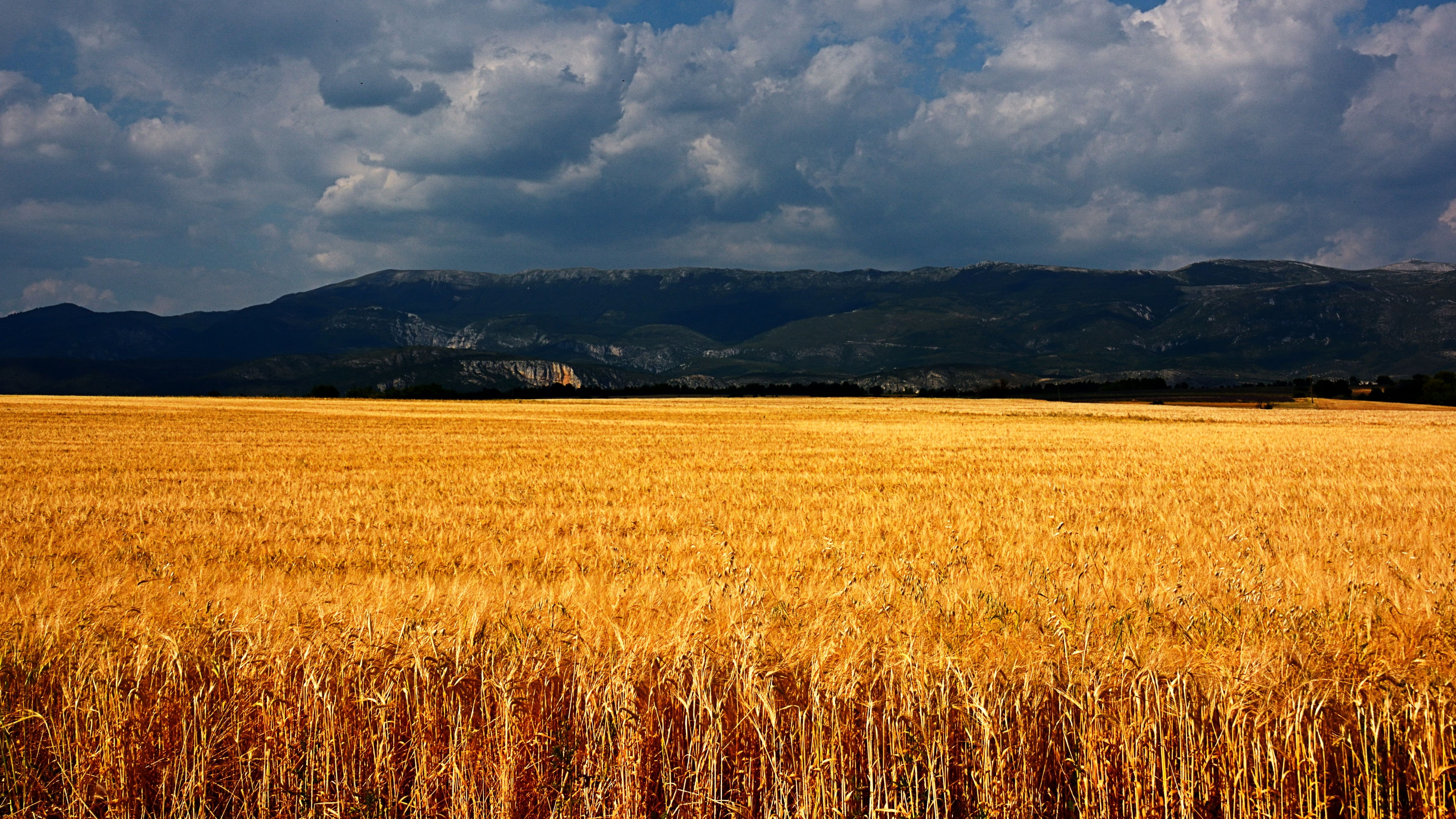 meadows, rice, field, wheat, Plateau de Valensole, France, 5k, 5K, 8k, photography, clouds, HD Wallpaper