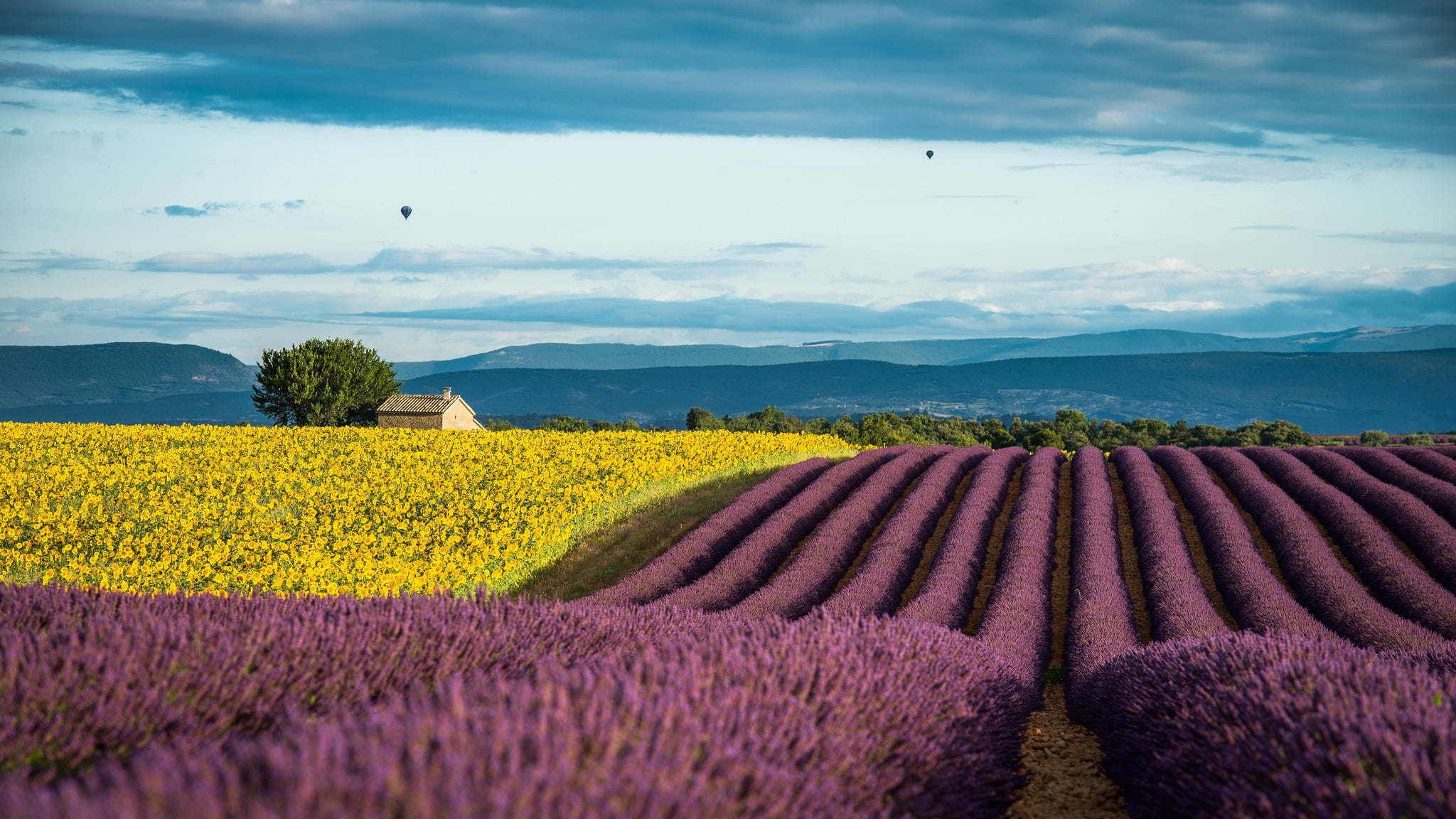 no People, crop, sunflowers, hill, flower, day, europe, lavender, provence-Alpes-Cote dAzur, Provence, France, in A Row, July, flowerbed, environment, summer, HD Wallpaper