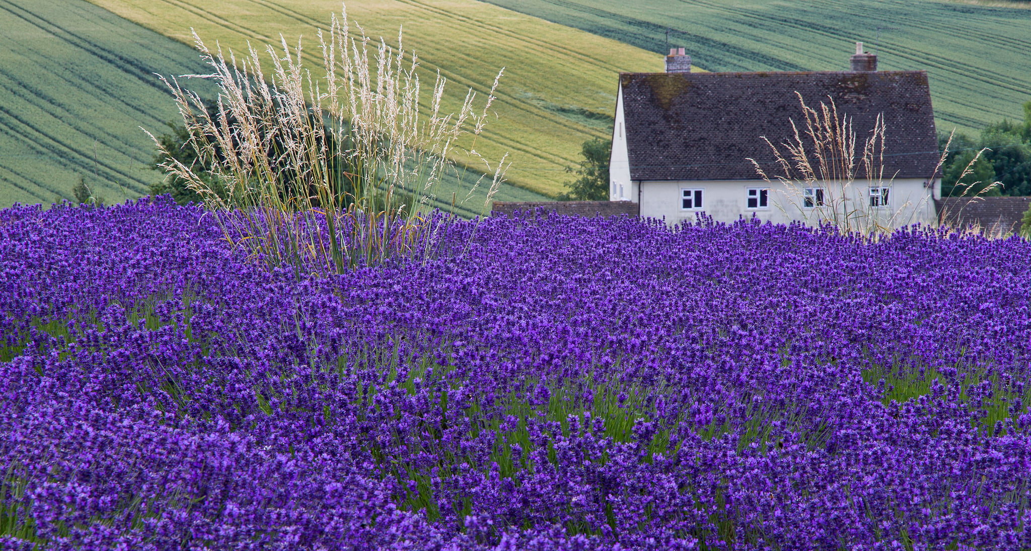 farmhouse, landscape, growth, scenics - nature, architecture, lavender Coloured, scenics, field, village, flower, europe, no People, plateau De Valensole, HD Wallpaper