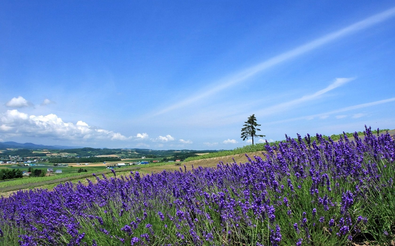flower, purple, sky, landscape, fragility, tranquility, green, agriculture, slope, scenics - nature, nature, flowerbed, flowering plant, summer, tree, rural Scene, HD Wallpaper