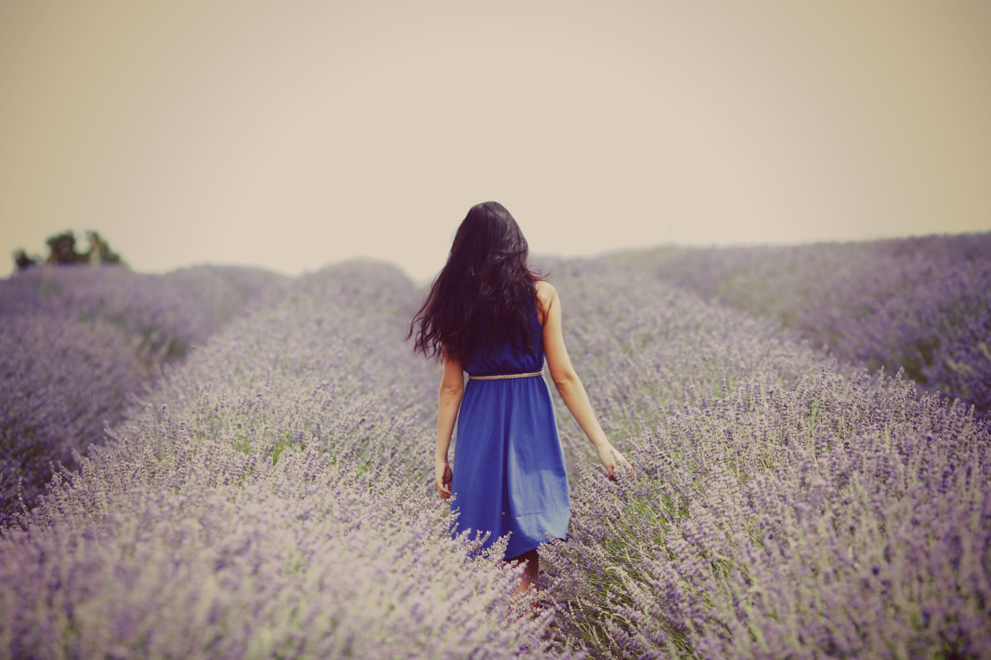 blue, europe, young Adult, happiness, land, women, lavender Colored, casual clothing, provence-Alpes-Cote dAzur, girl, s, meadow, perfume, field, HD Wallpaper