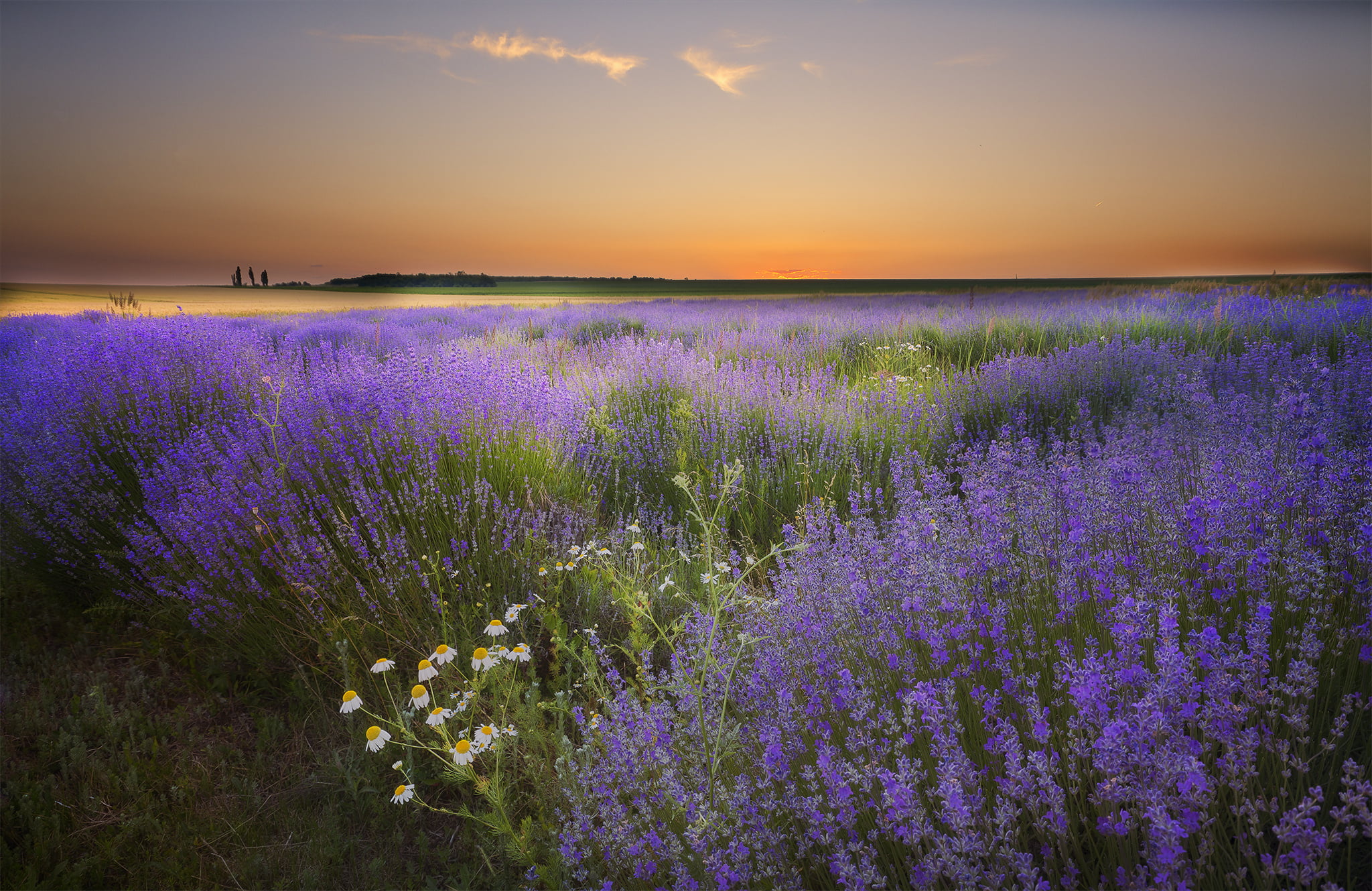 aromatherapy, no People, perfume, beauty In Nature, freshness, flower, romantic sky, vulnerability, chamomile, flowering plant, plateau De Valensole, dusk, HD Wallpaper