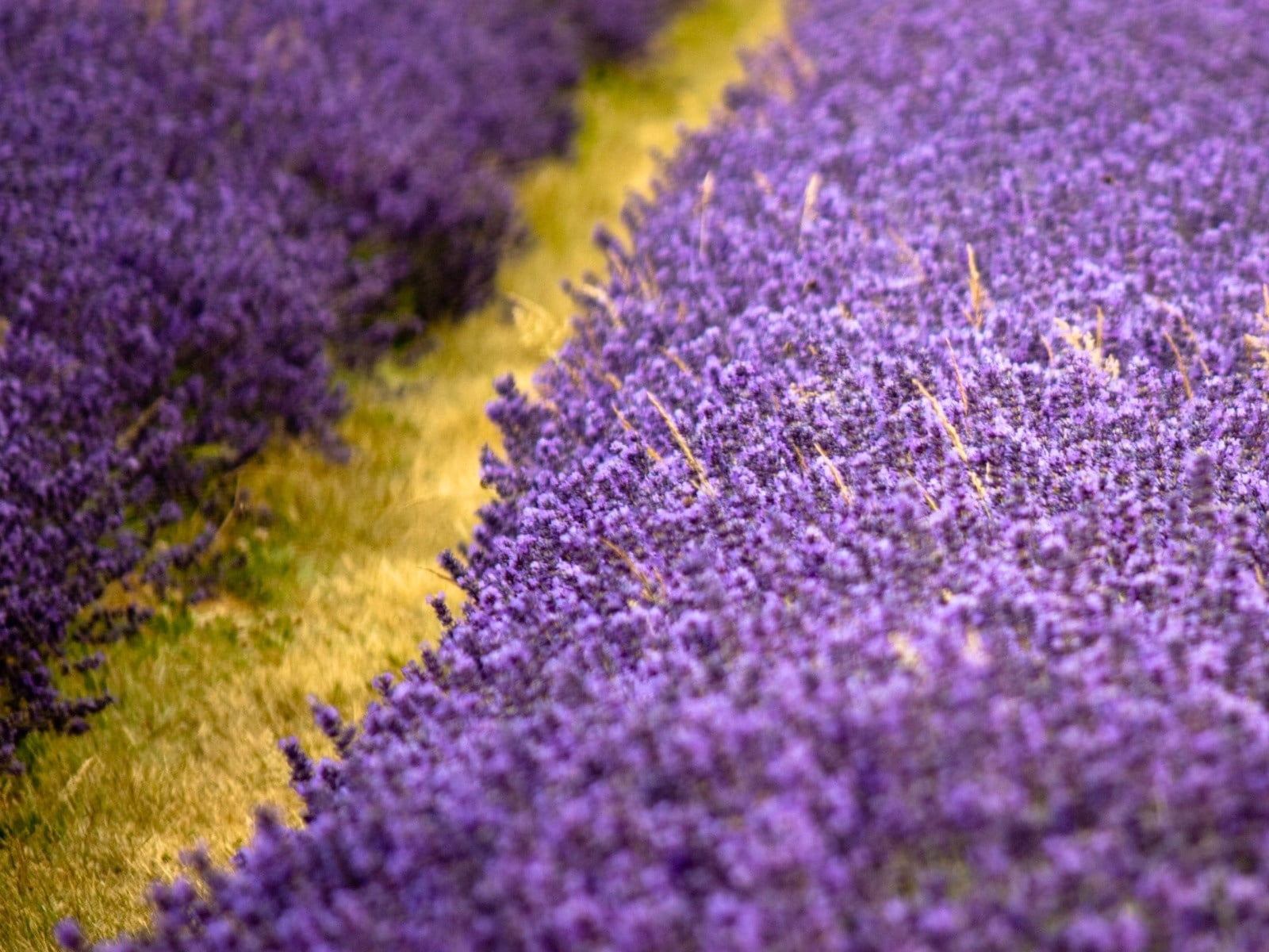 day, spring, herb, aromatherapy, scented, plateau De Valensole, formal Garden, vibrant Color, flowerbed, ornamental garden, green Color, close-up, vulnerability, HD Wallpaper