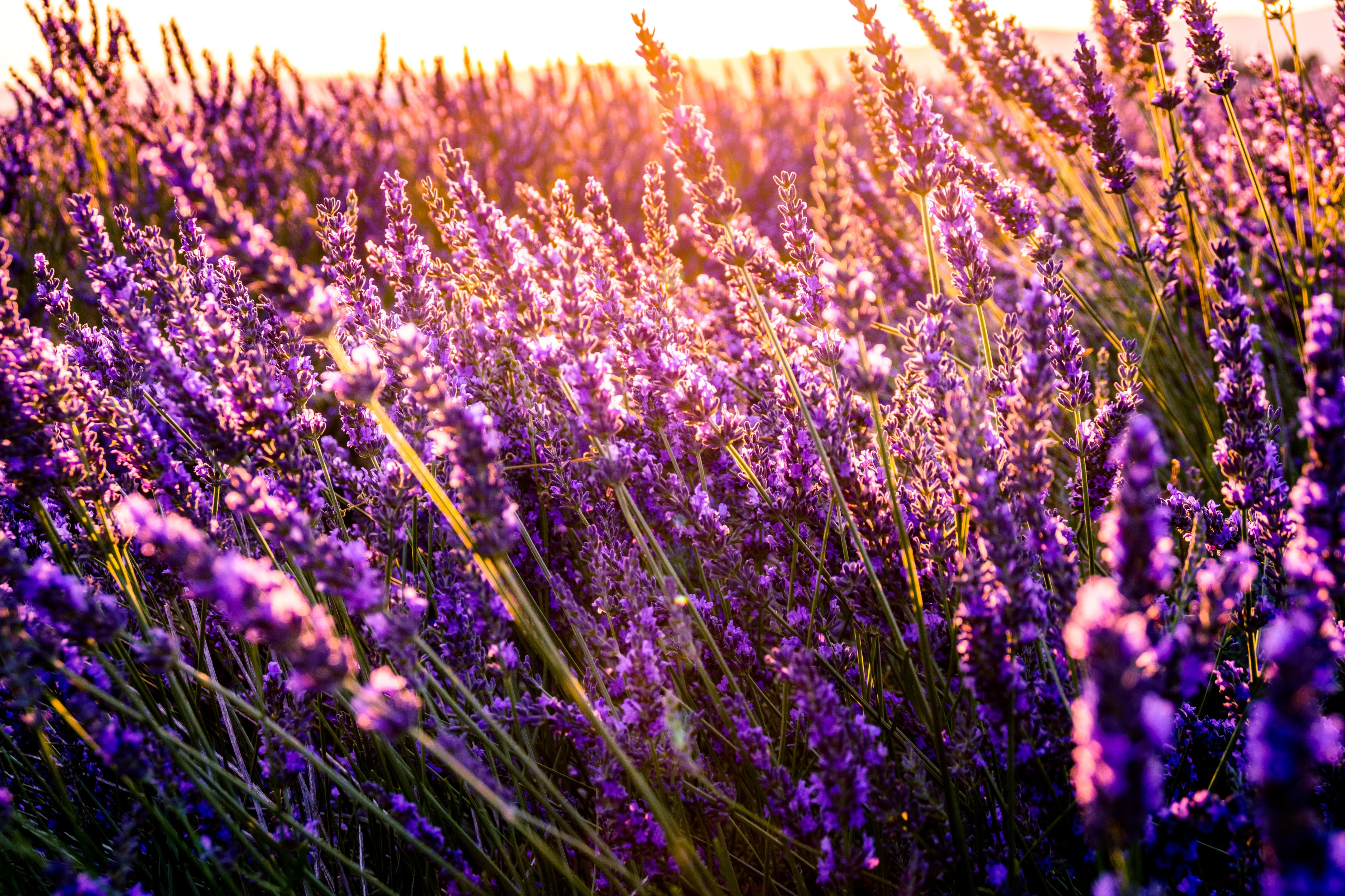 rural Scene, sunlight, plateau De Valensole, sunny, meadow, no People, landscaped, season, botany, farm, nature, springtime, purple, vibrant Color, blue, HD Wallpaper