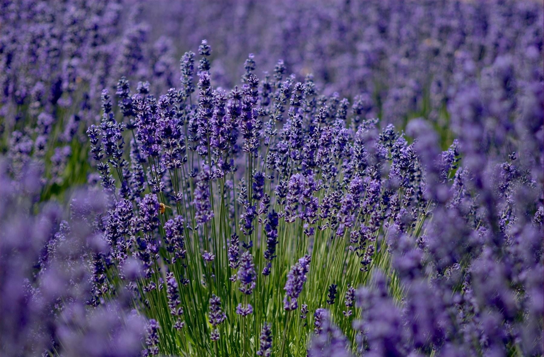 growth, france, herb, softness, flowerbed, nature, outdoors, scented, rural Scene, flowering plant, lavender colored, aromatherapy, flower, land, lavender Coloured, HD Wallpaper