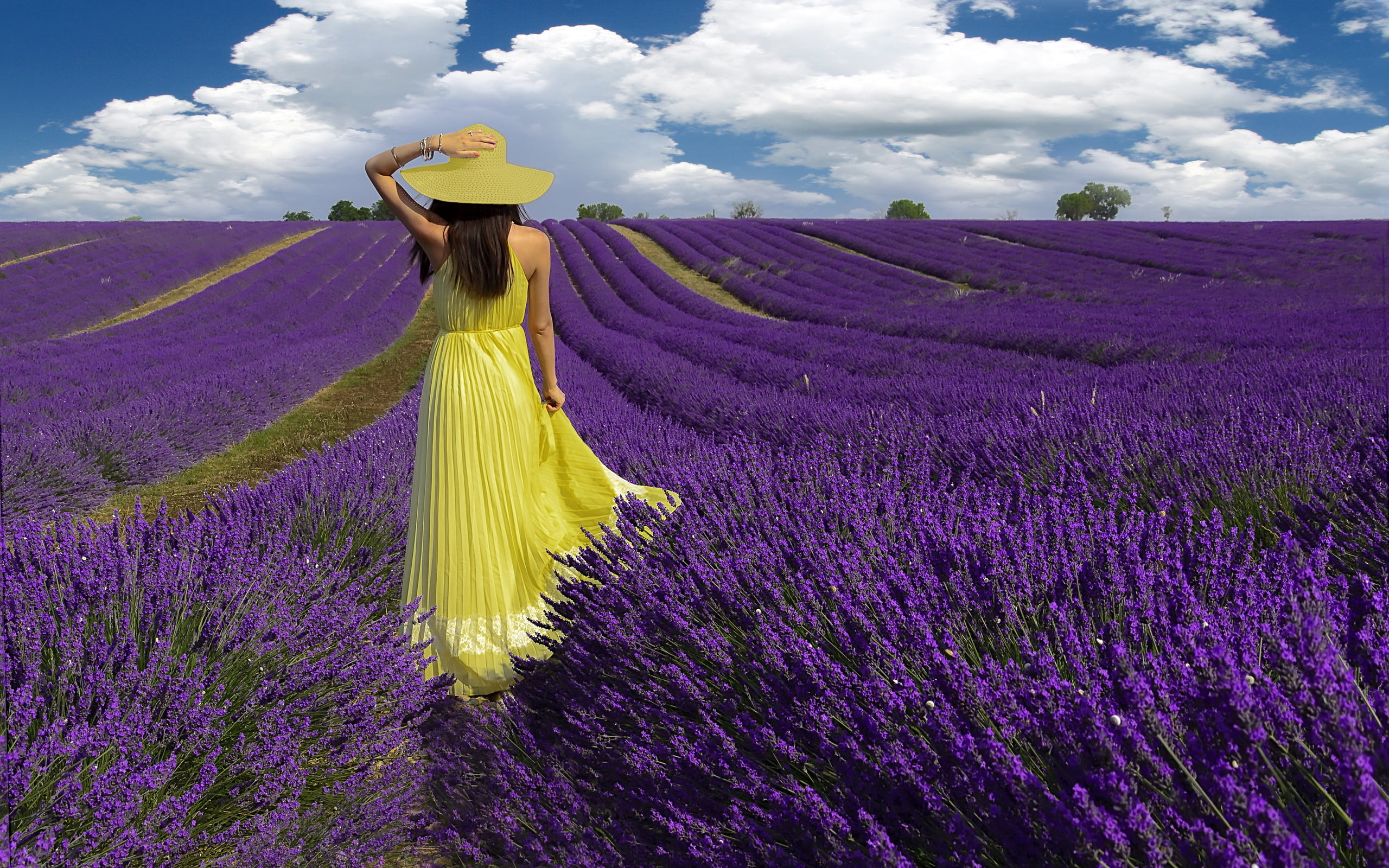beauty In Nature, vulnerability, landscaped, blue, sunlight, lifestyles, freshness, women, s, landscape, plateau De Valensole, flower, meadow, lavender, HD Wallpaper