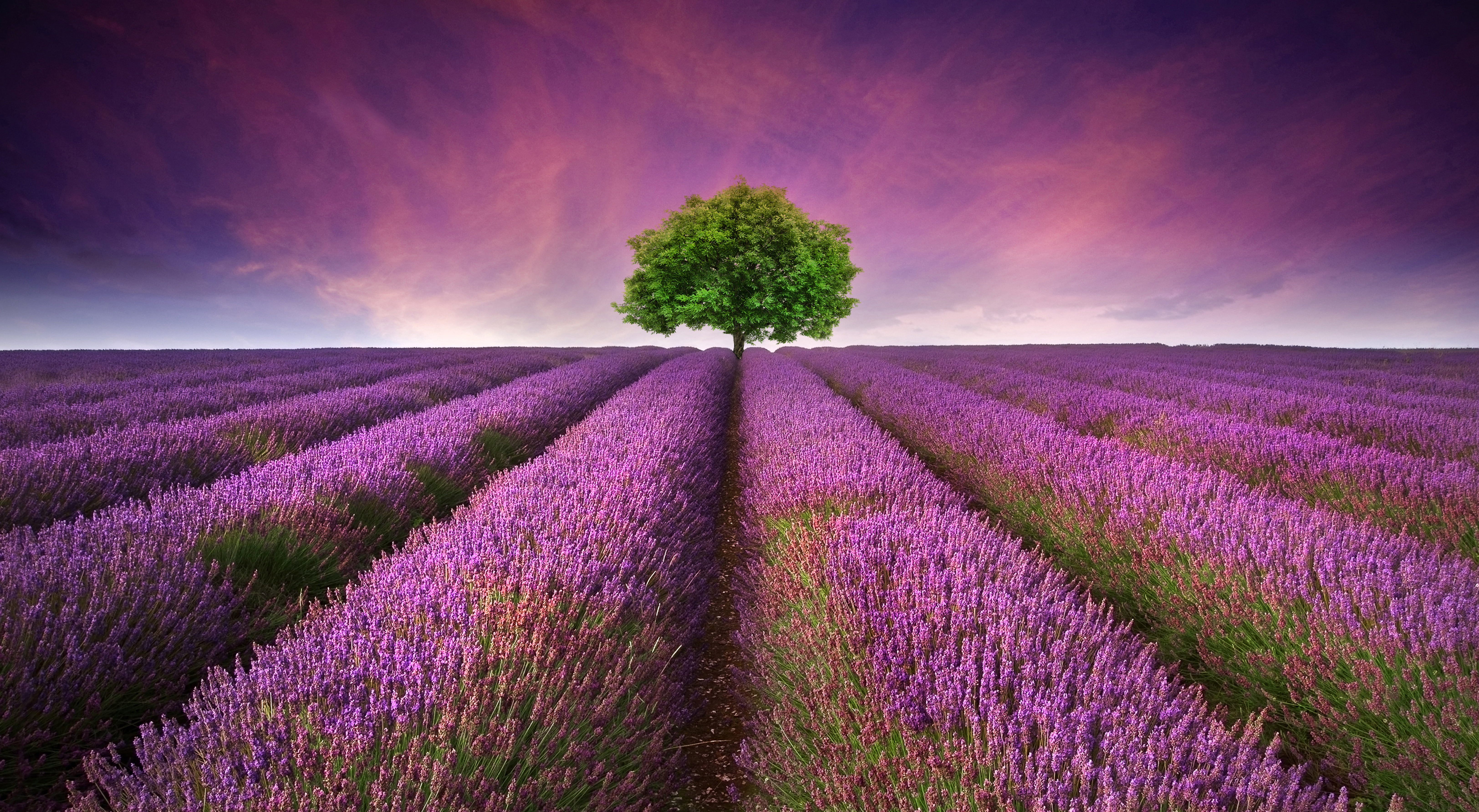 france, springtime, agriculture, meadow, lavender, beautiful, flowering, plateau De Valensole, blue, sky, scented, herb, non-Urban Scene, farm, scenics - nature, HD Wallpaper