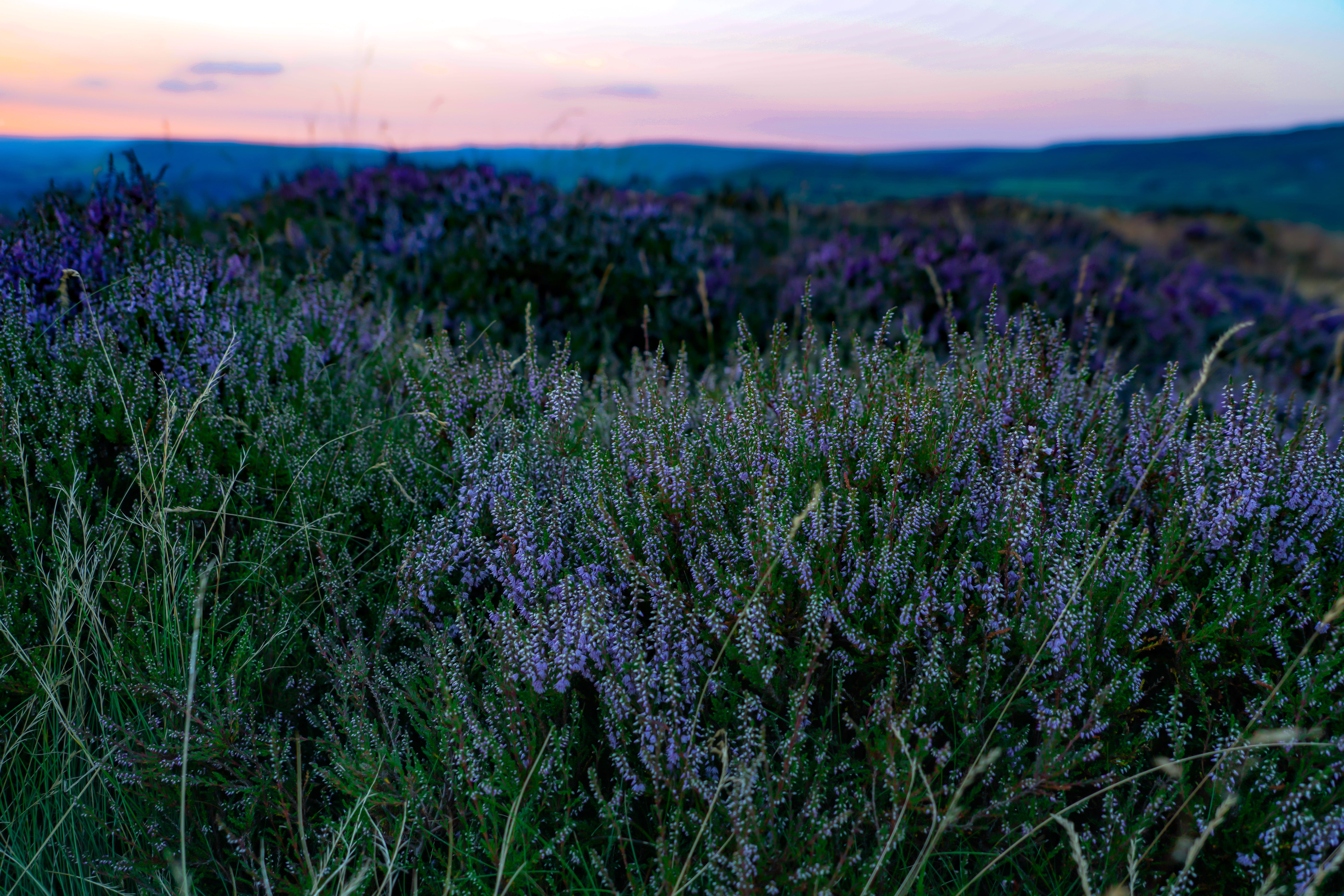 herb, aromatherapy, sunset, summer, farm, grass, plateau De Valensole, green Color, no People, agriculture, backgrounds, france, outdoors, hiking, springtime, HD Wallpaper