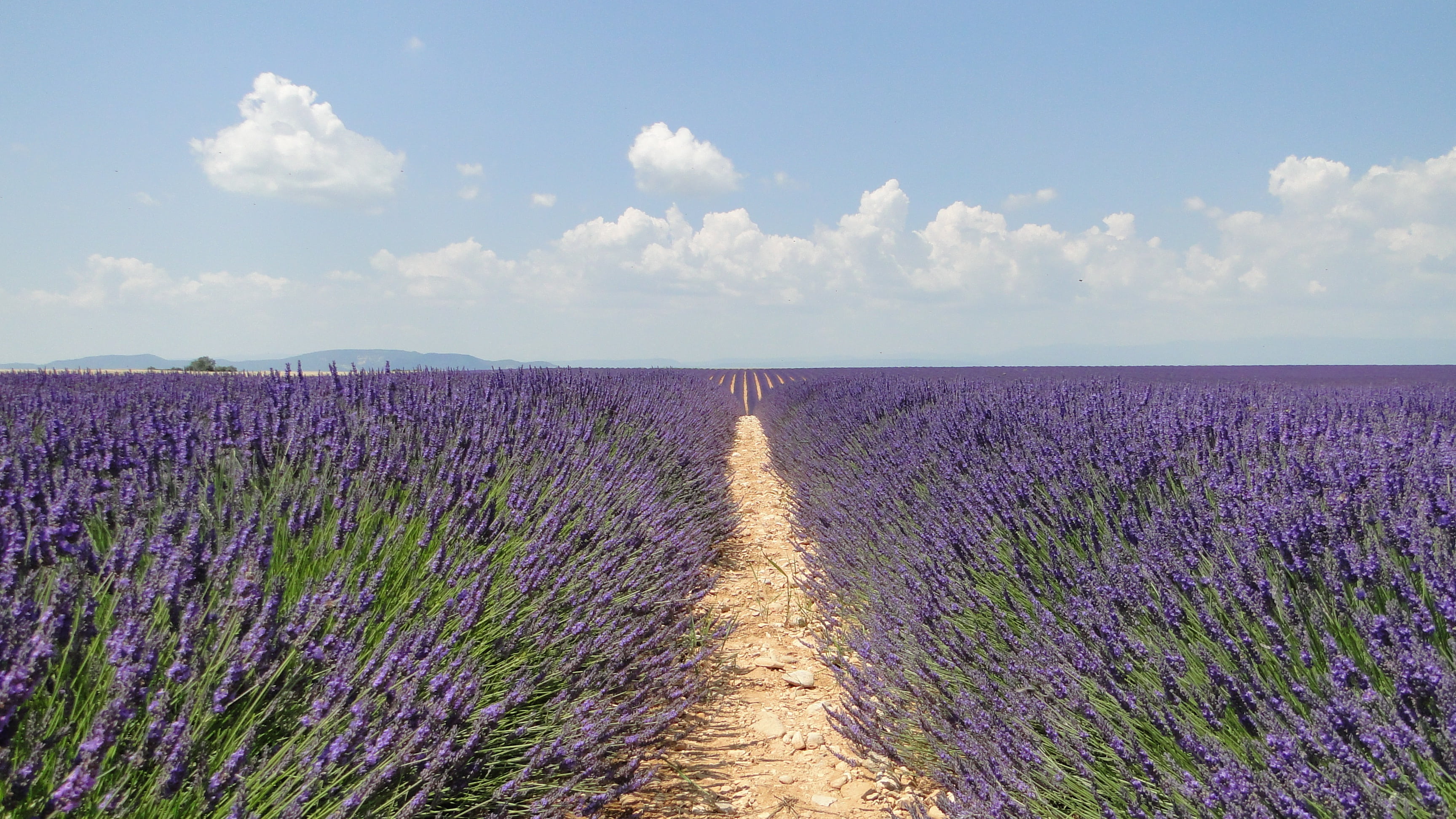 valensole, purple, cloud - sky, lavender colored, tranquility, no people, landscape, lavender, beauty in nature, agriculture, summer, provence-Alpes-Cote dAzur, HD Wallpaper